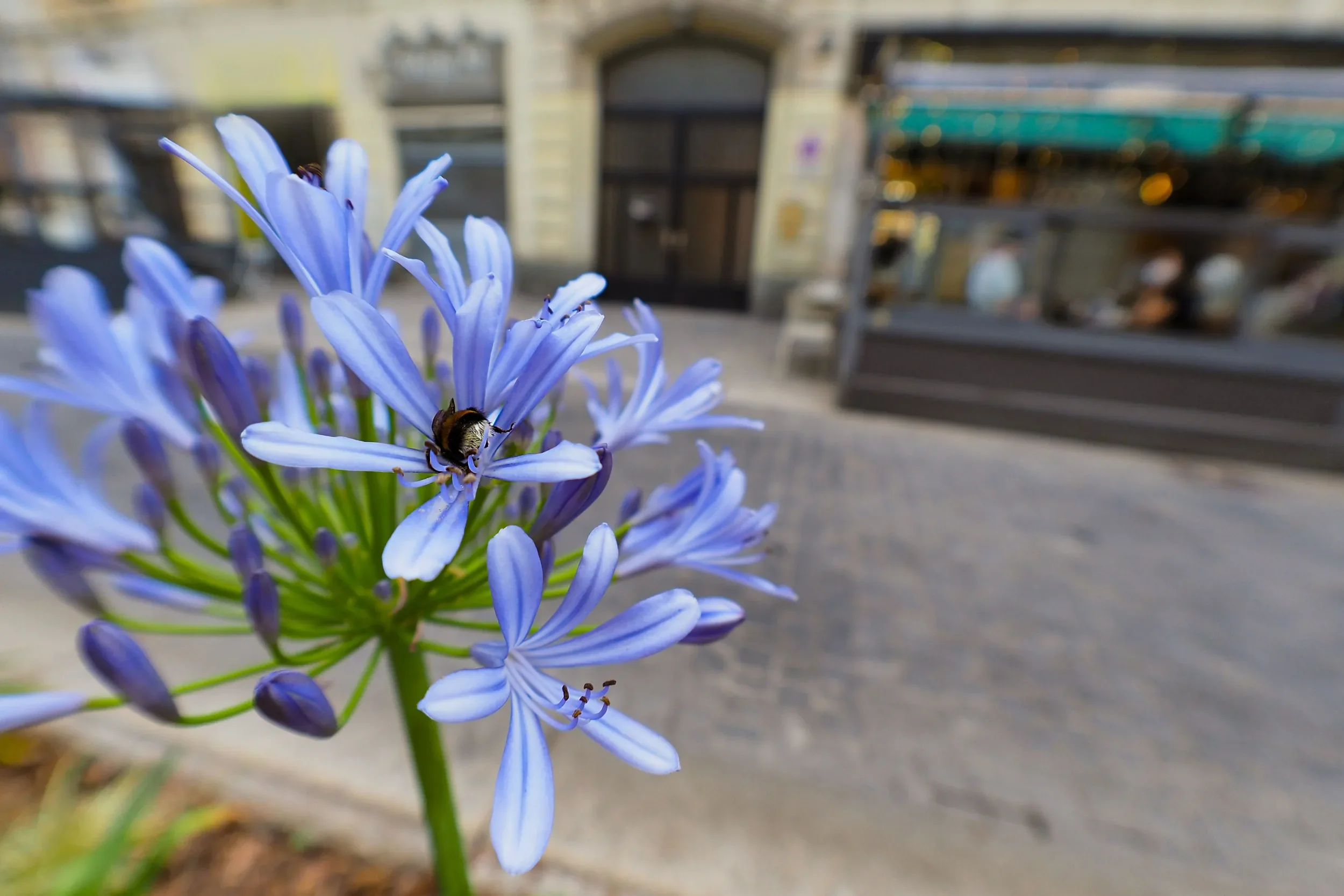 Blue agapanthus in bloom on the kerbside, Via Paolo Sarpi