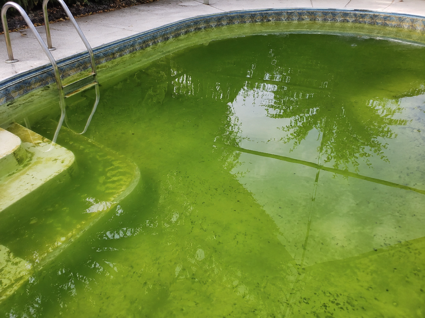 How to Prevent Algae in Your Pool: A Florida Homeowner’s Guide