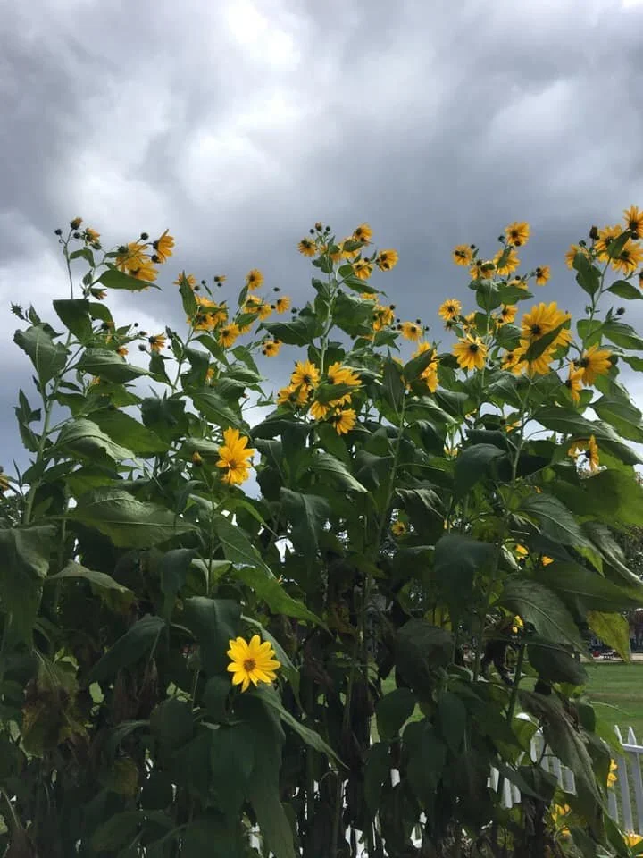 sunflowers-2.webp