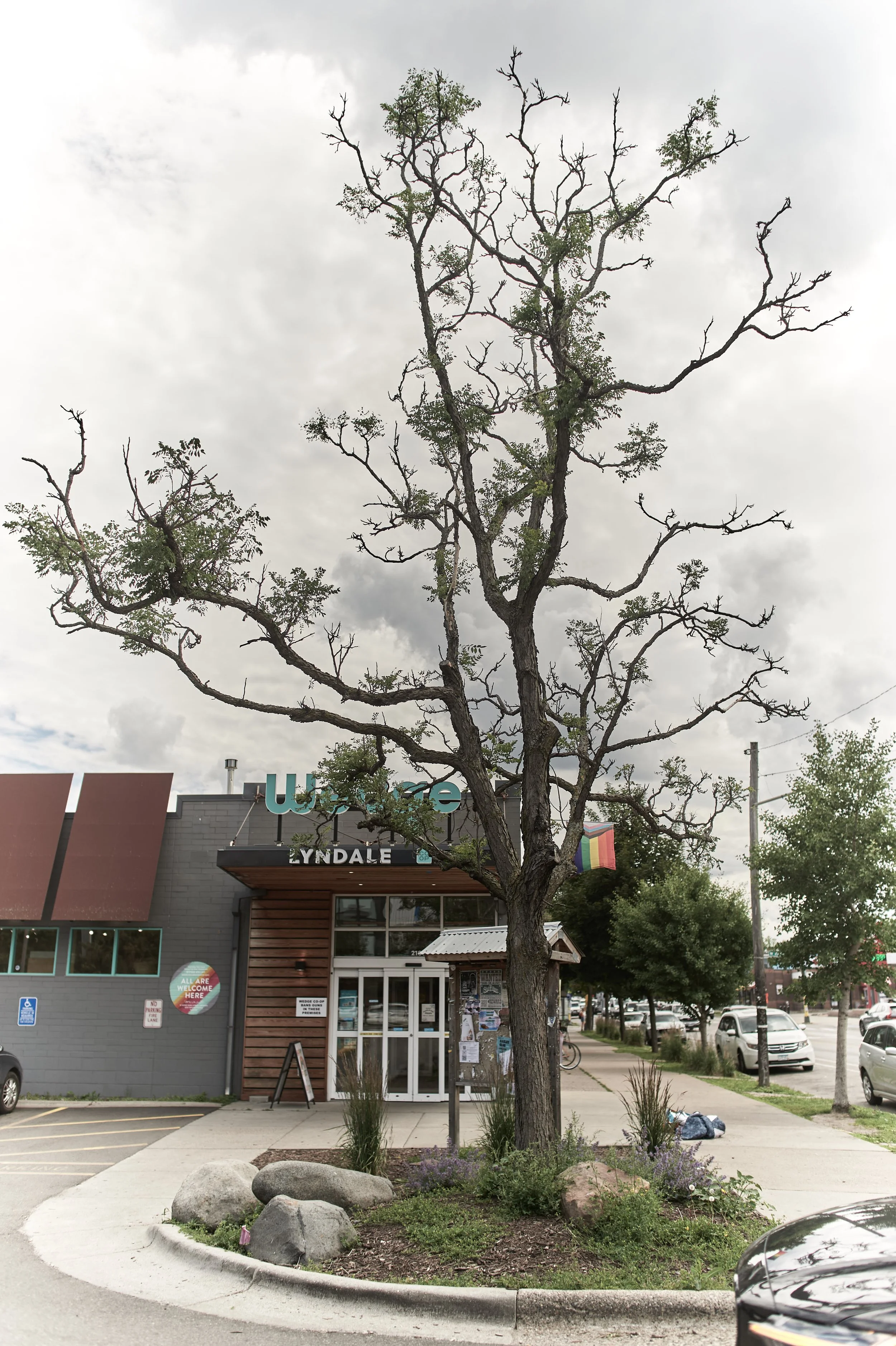Tree.jpg