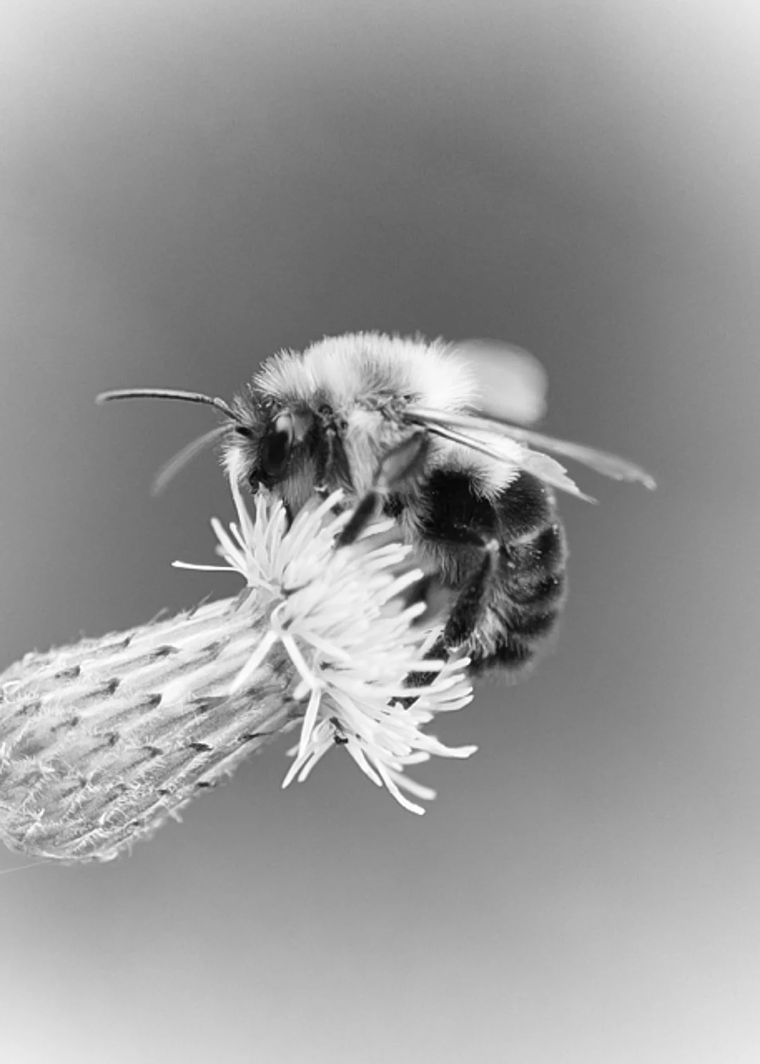 BEE BW.jpg