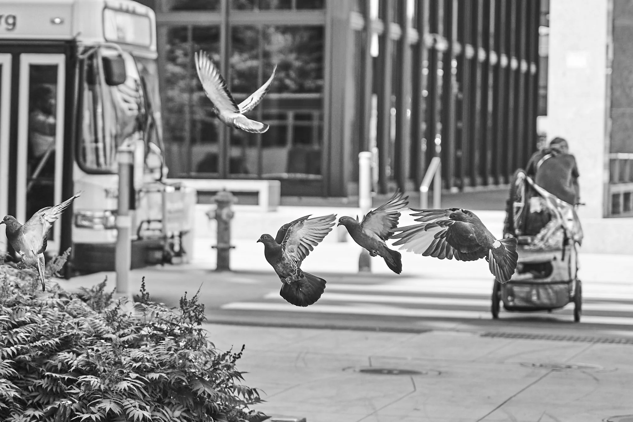 Birds.jpg