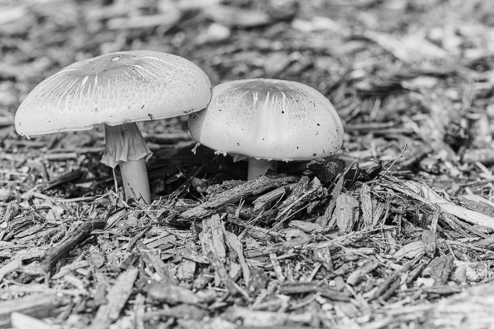 DSC_0231.jpg