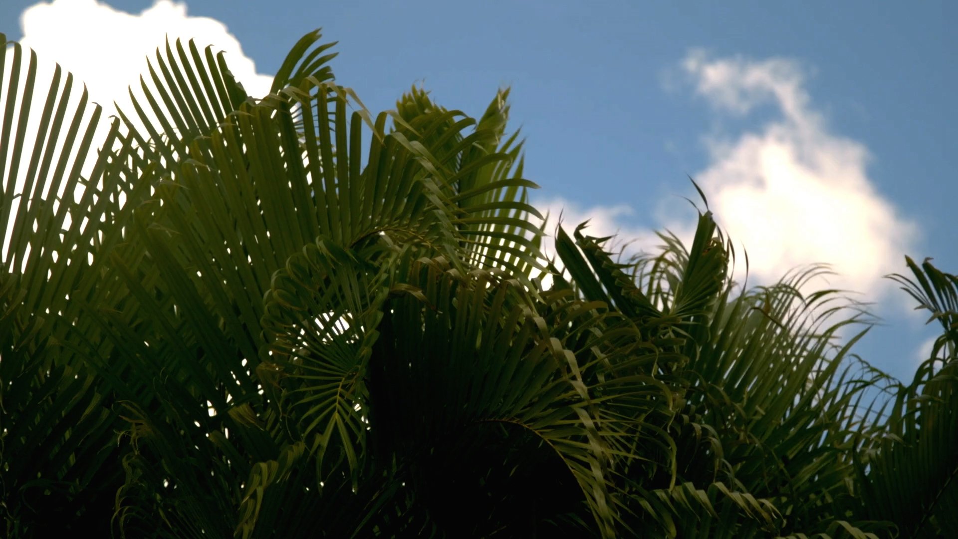 still_some_sweet_day (1080p).00_00_00_00.Still001.jpg