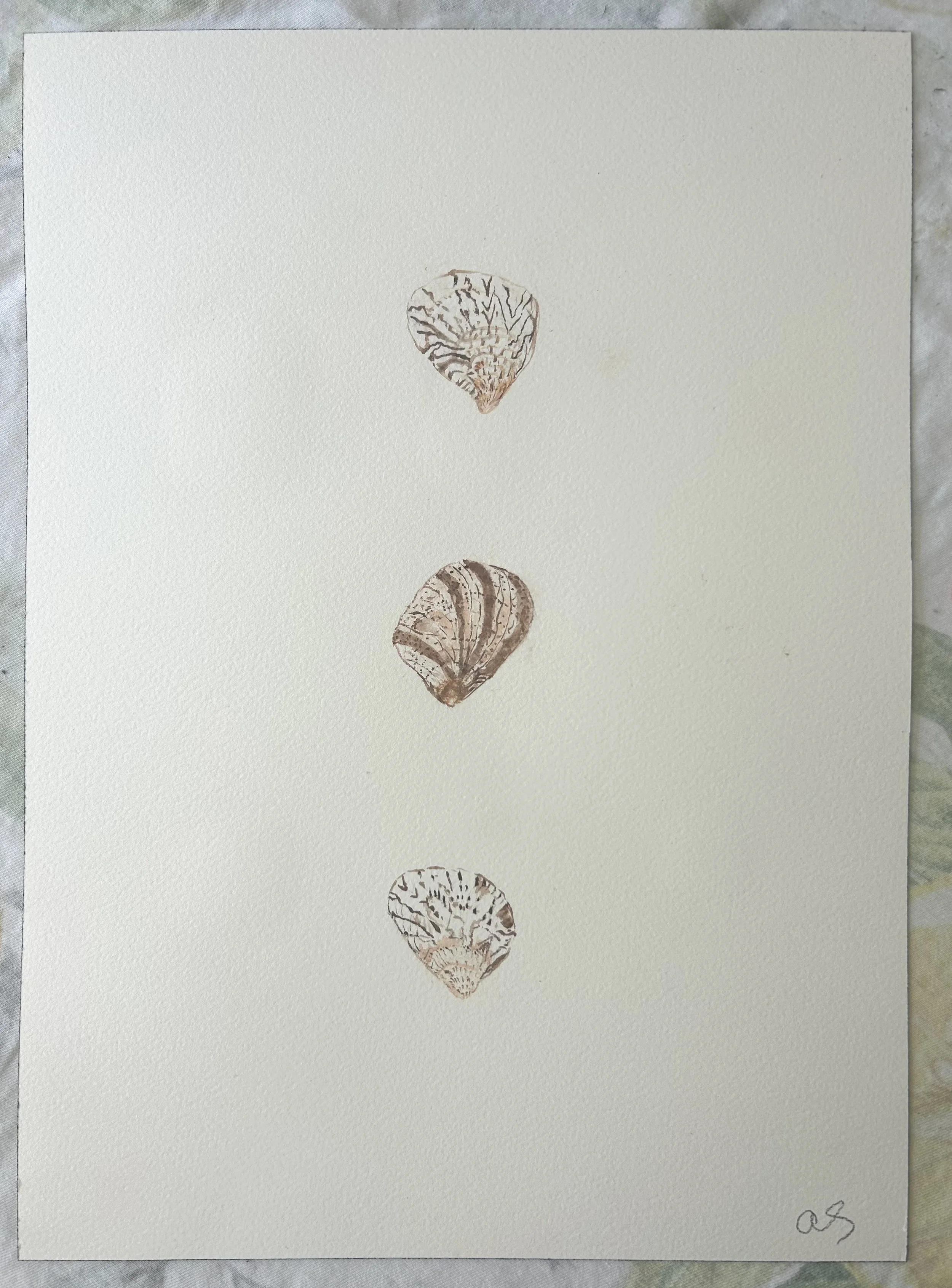 Baby Browns