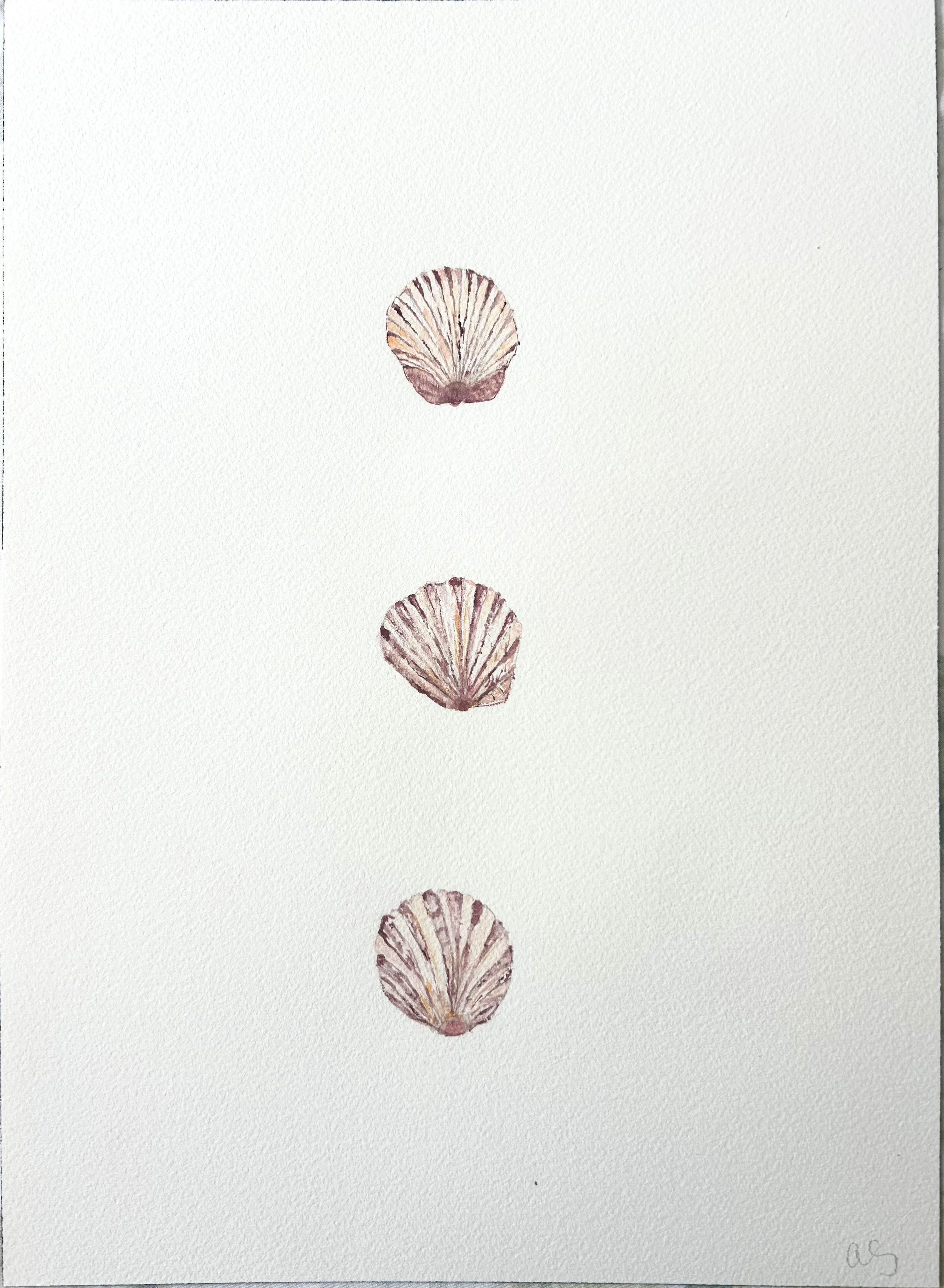 Scallops
