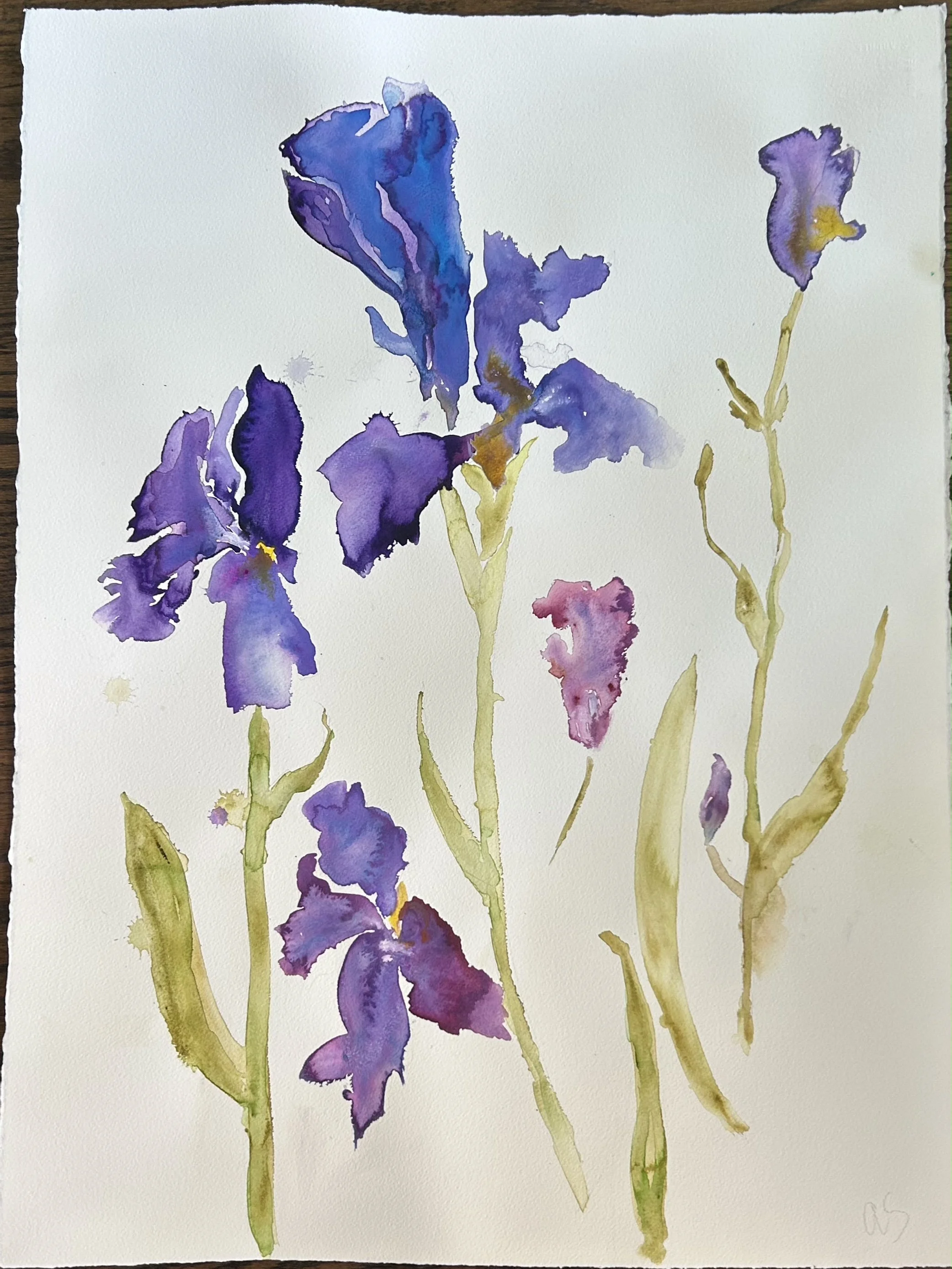 Iris 1