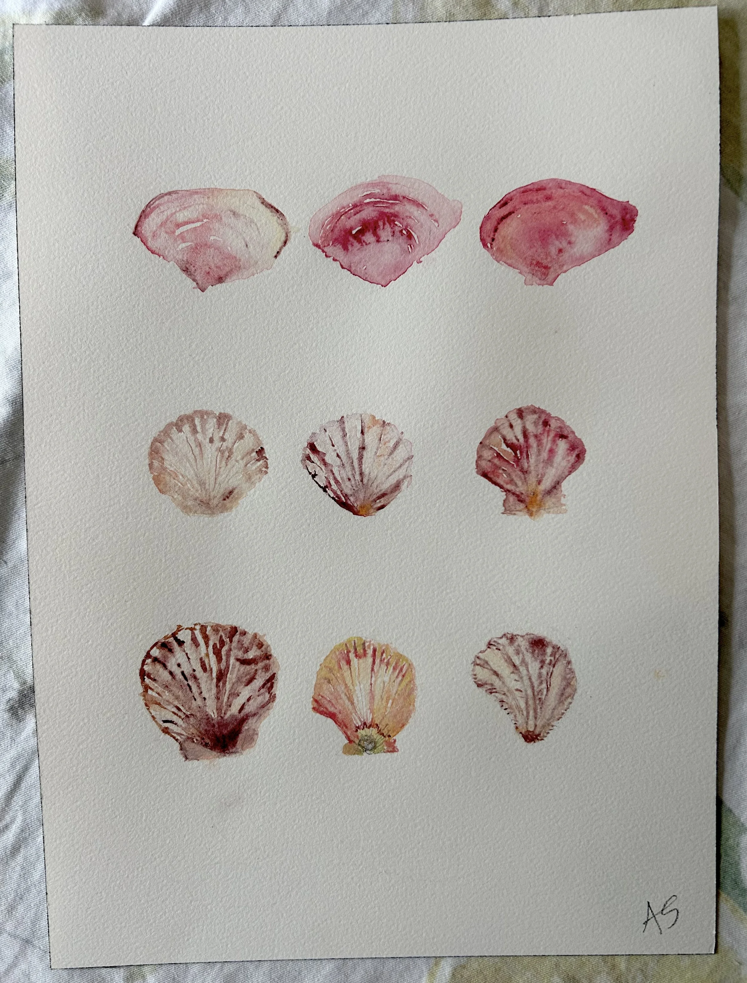 More Florida Shells