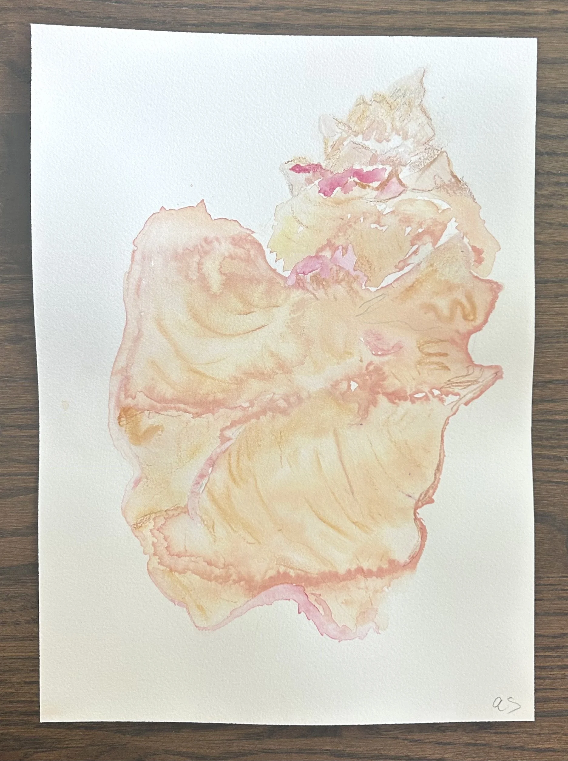 Turks and Caicos Conch