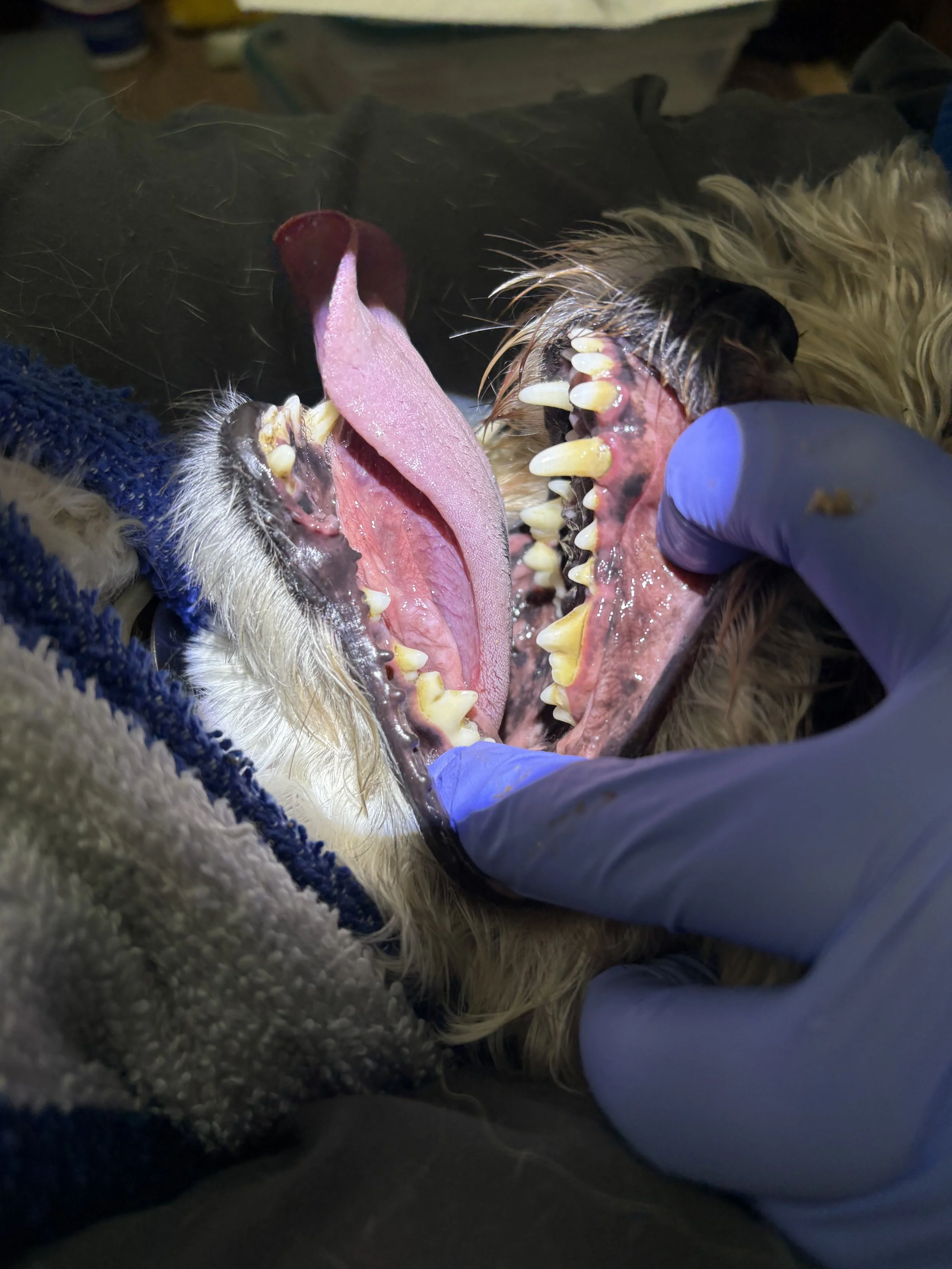 Classic Dental