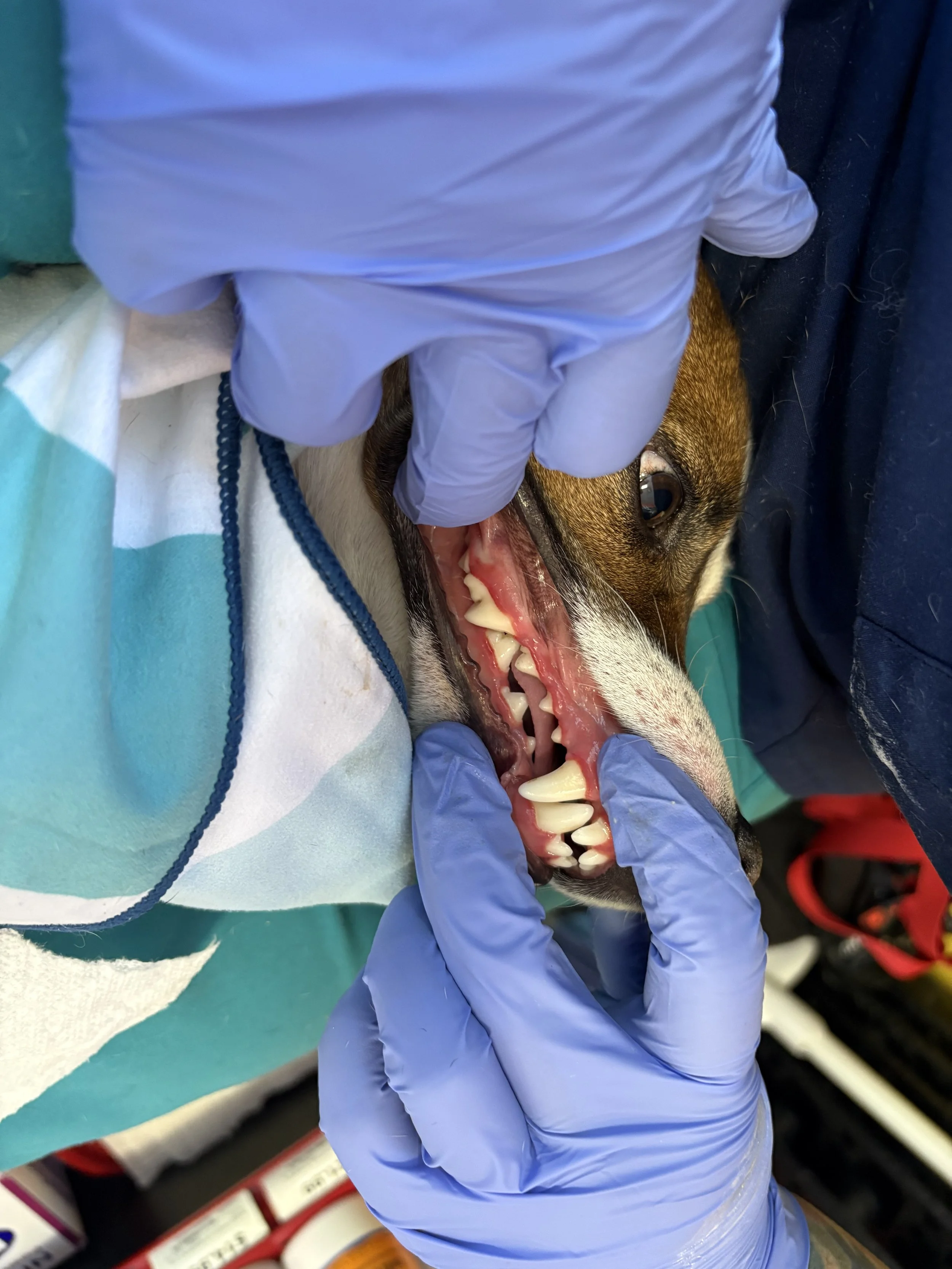 Basic oral examination