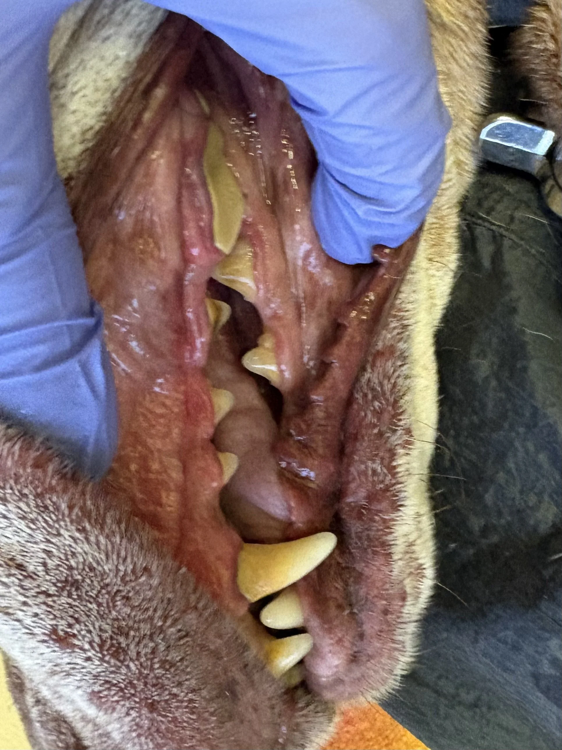 Heavy Duty Dental