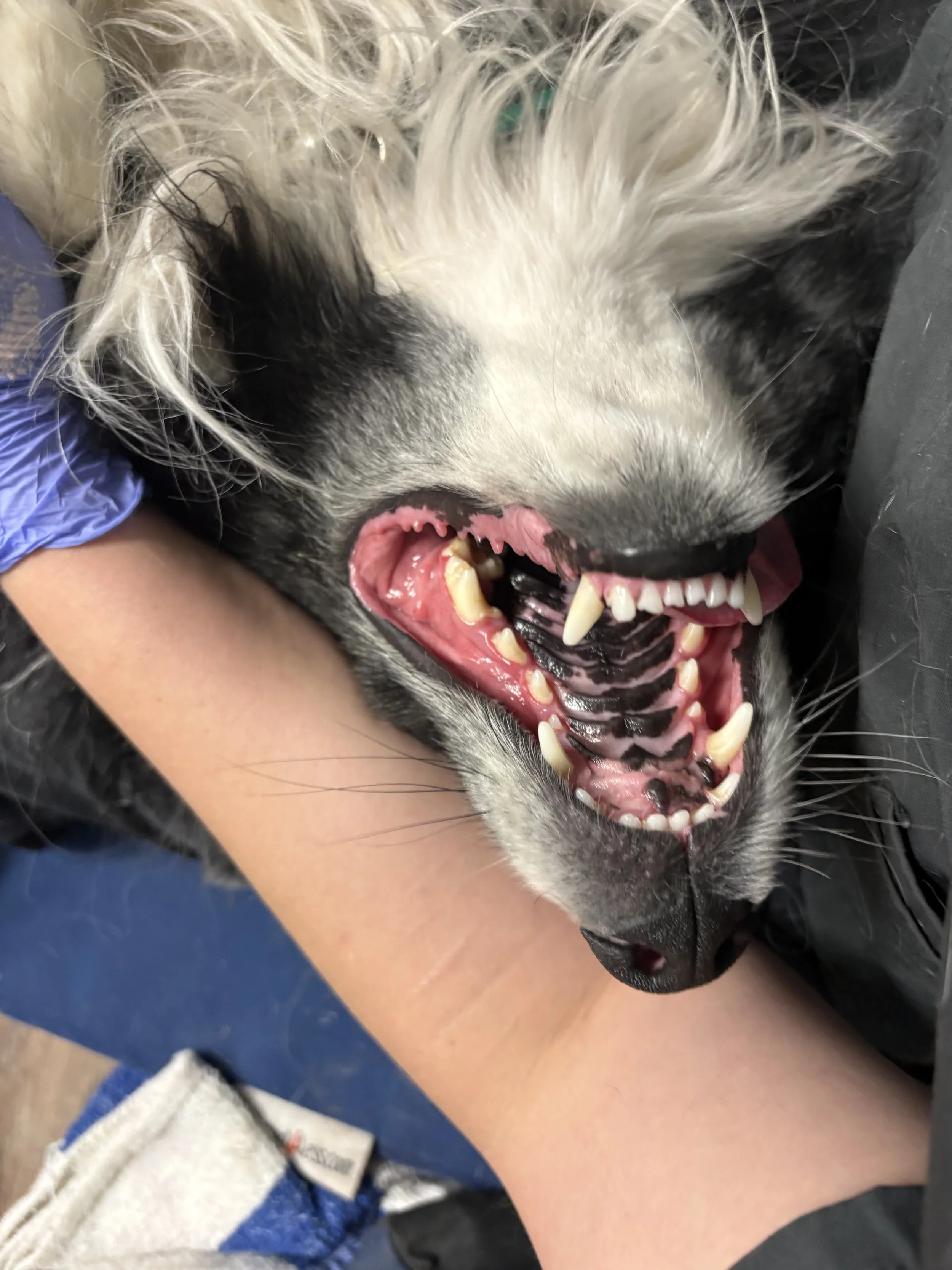maintenence Dental