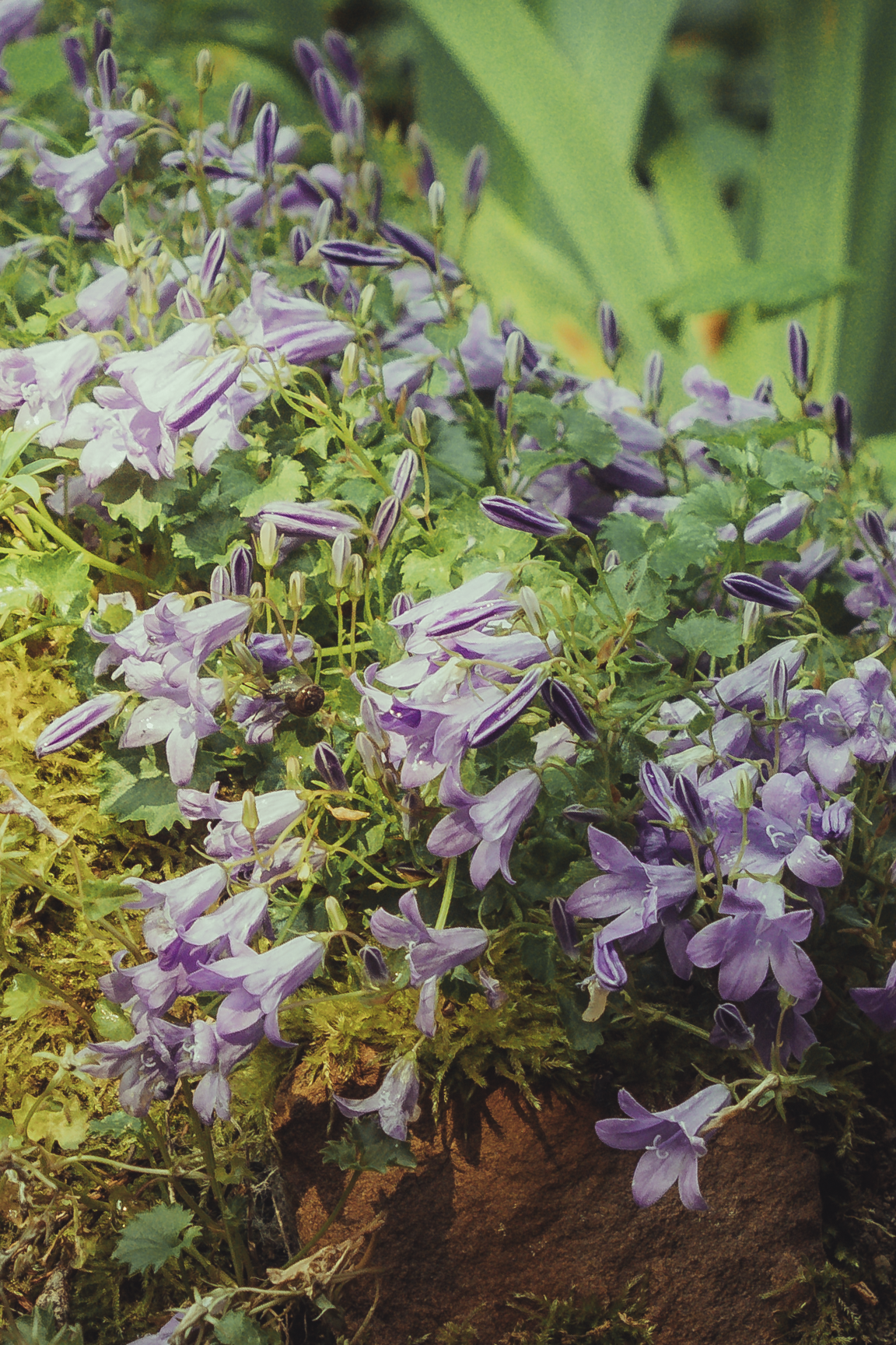 Fleurs violettes et vertes avec une pierre et de la mousse au sol.
