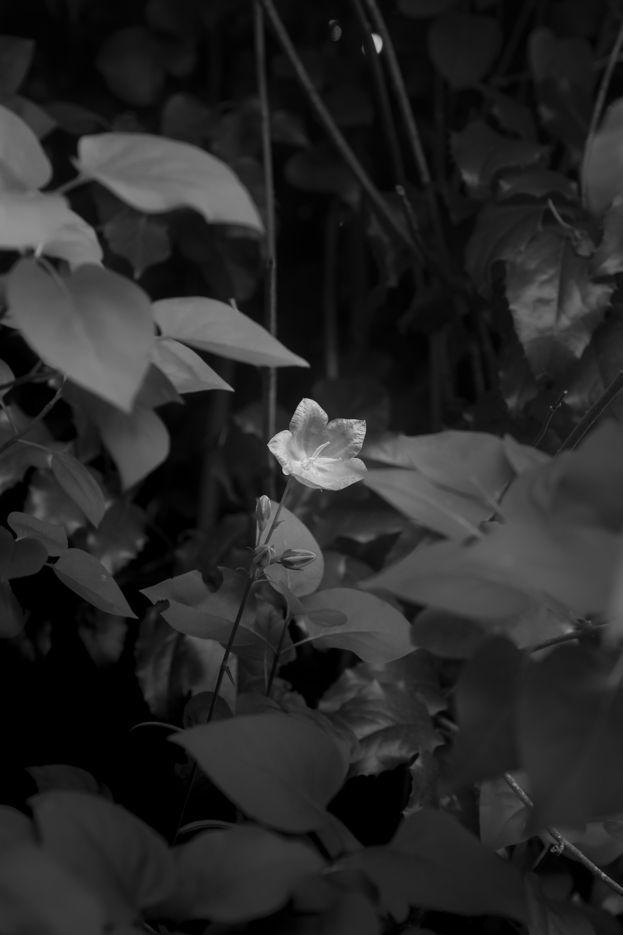 Une fleur blanche au centre entourée de feuilles vertes