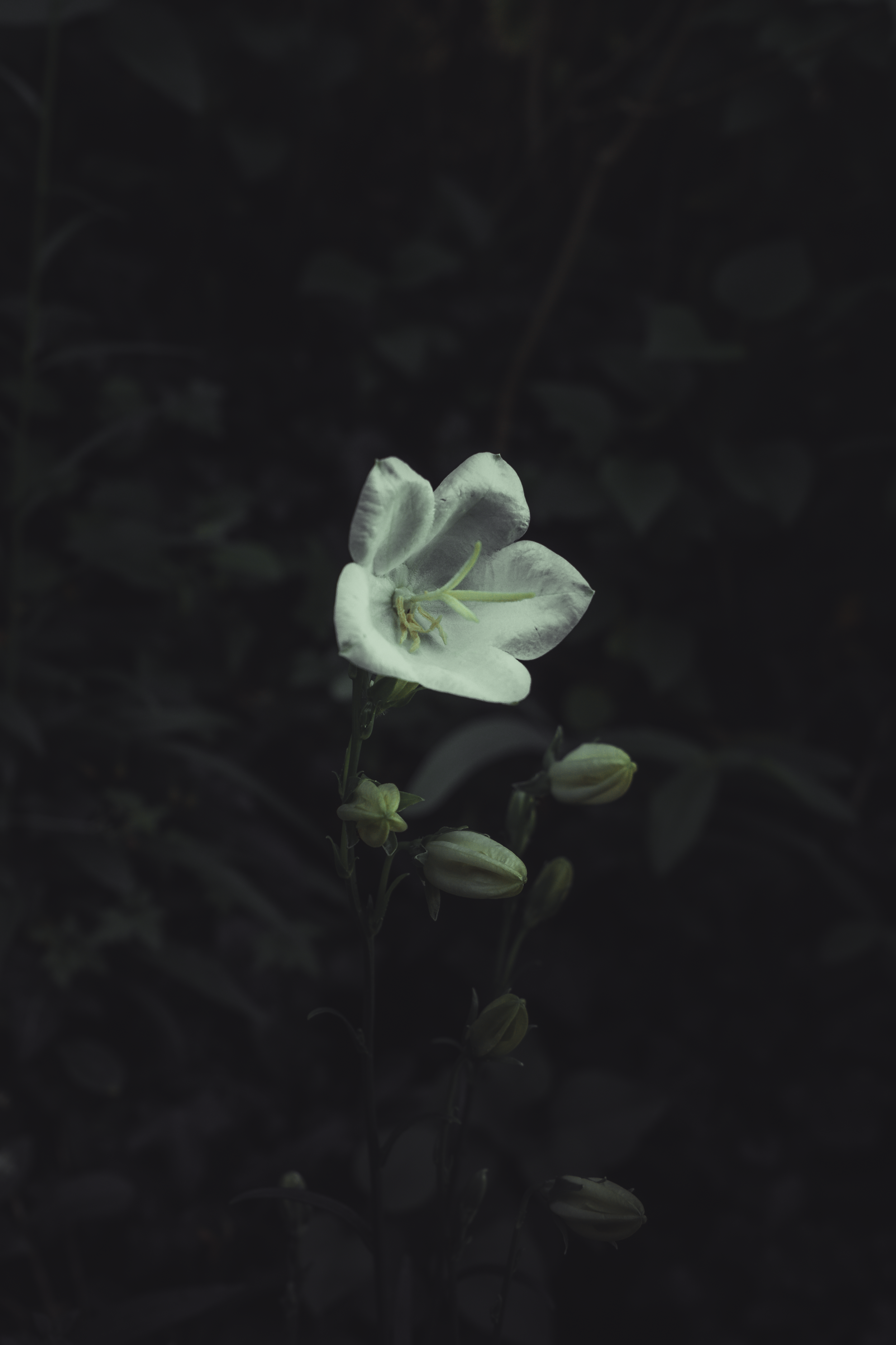 Une fleur blanche avec des pétales délicats, entourée de bourgeons, sur un fond de feuillage sombre.