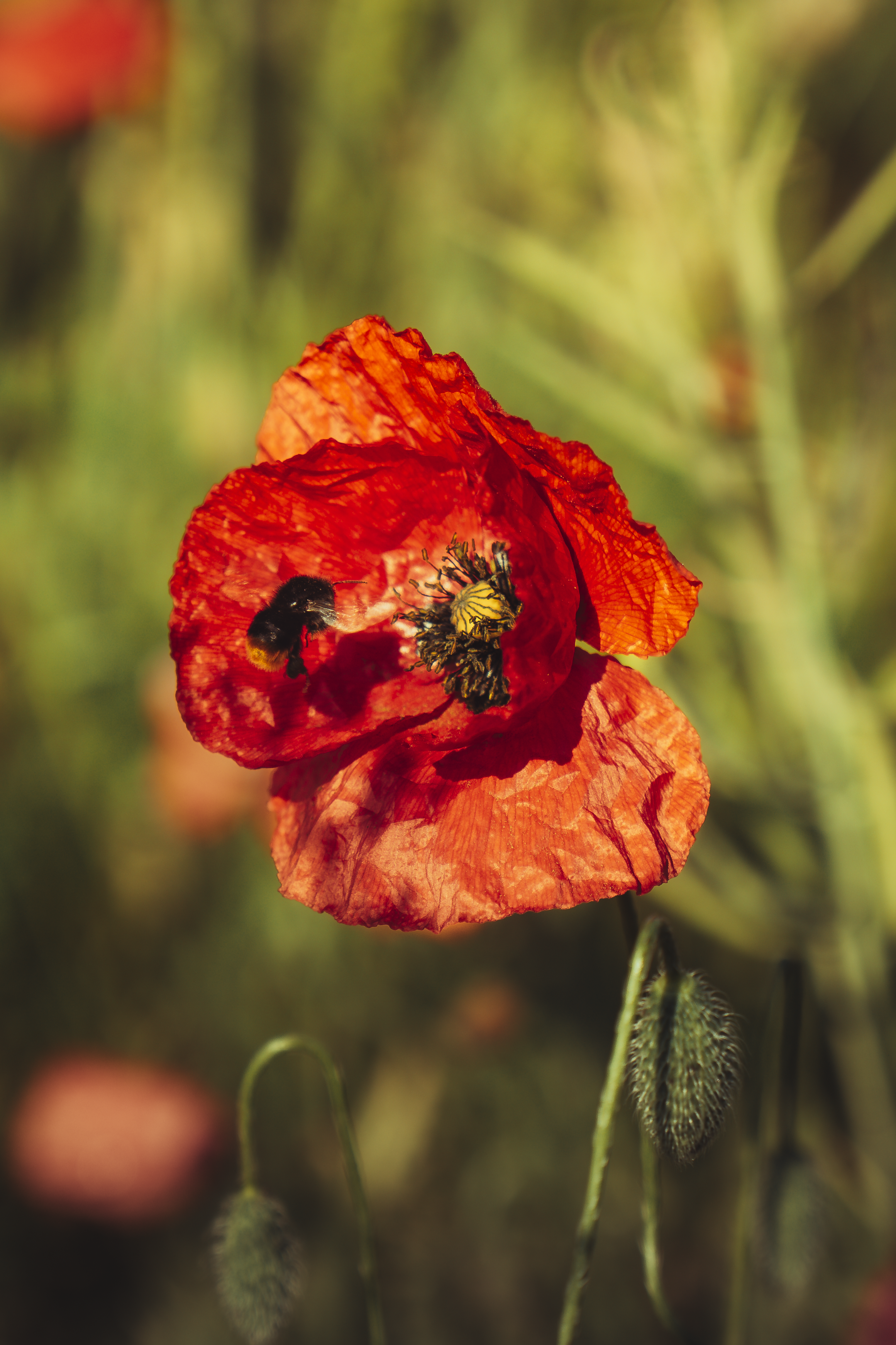 Une fleur de pavot rouge avec un insecte noir et jaune dessus, fond flou de fleurs de pavot et de feuilles vertes.