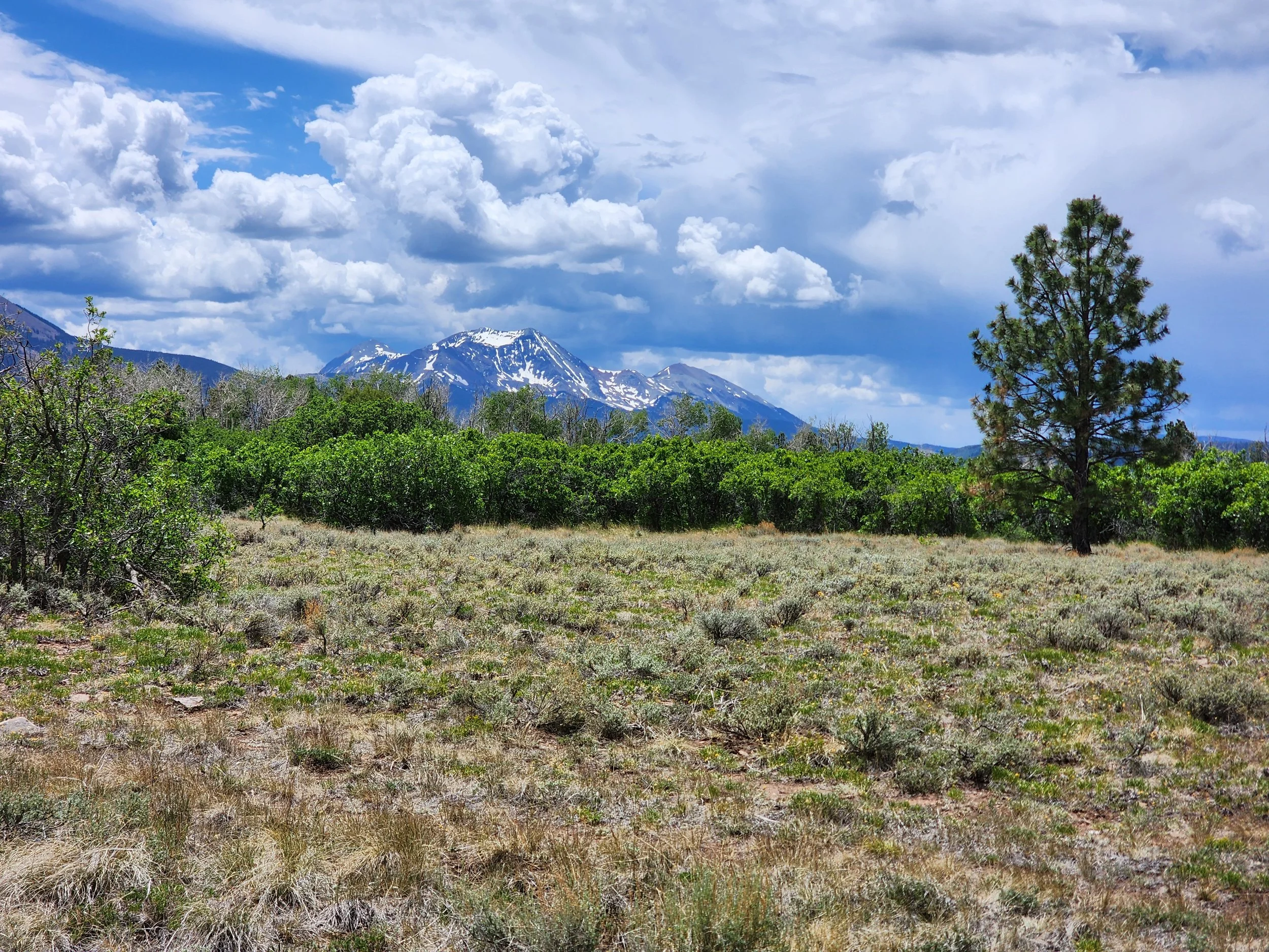 Specie Mesa-123638.jpg
