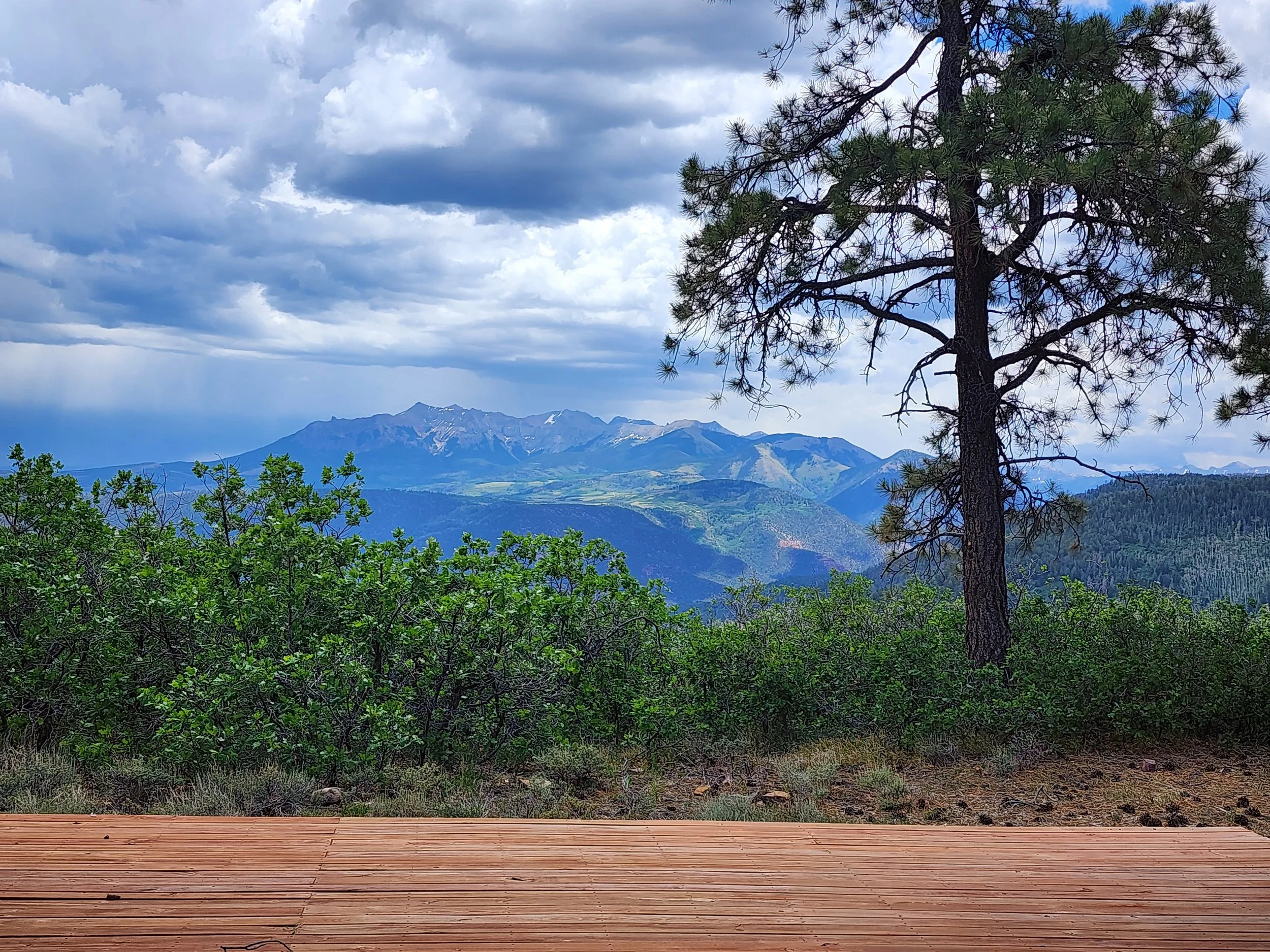 Specie Mesa-123524.jpg