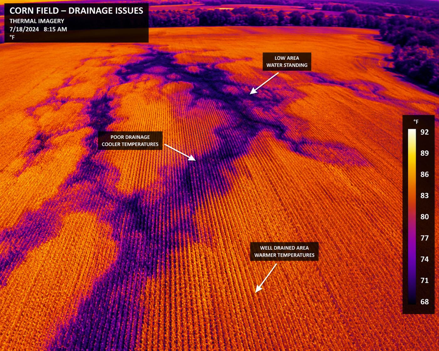 Nicholson AgriDrones thermal image of a corn field showing drainage issues