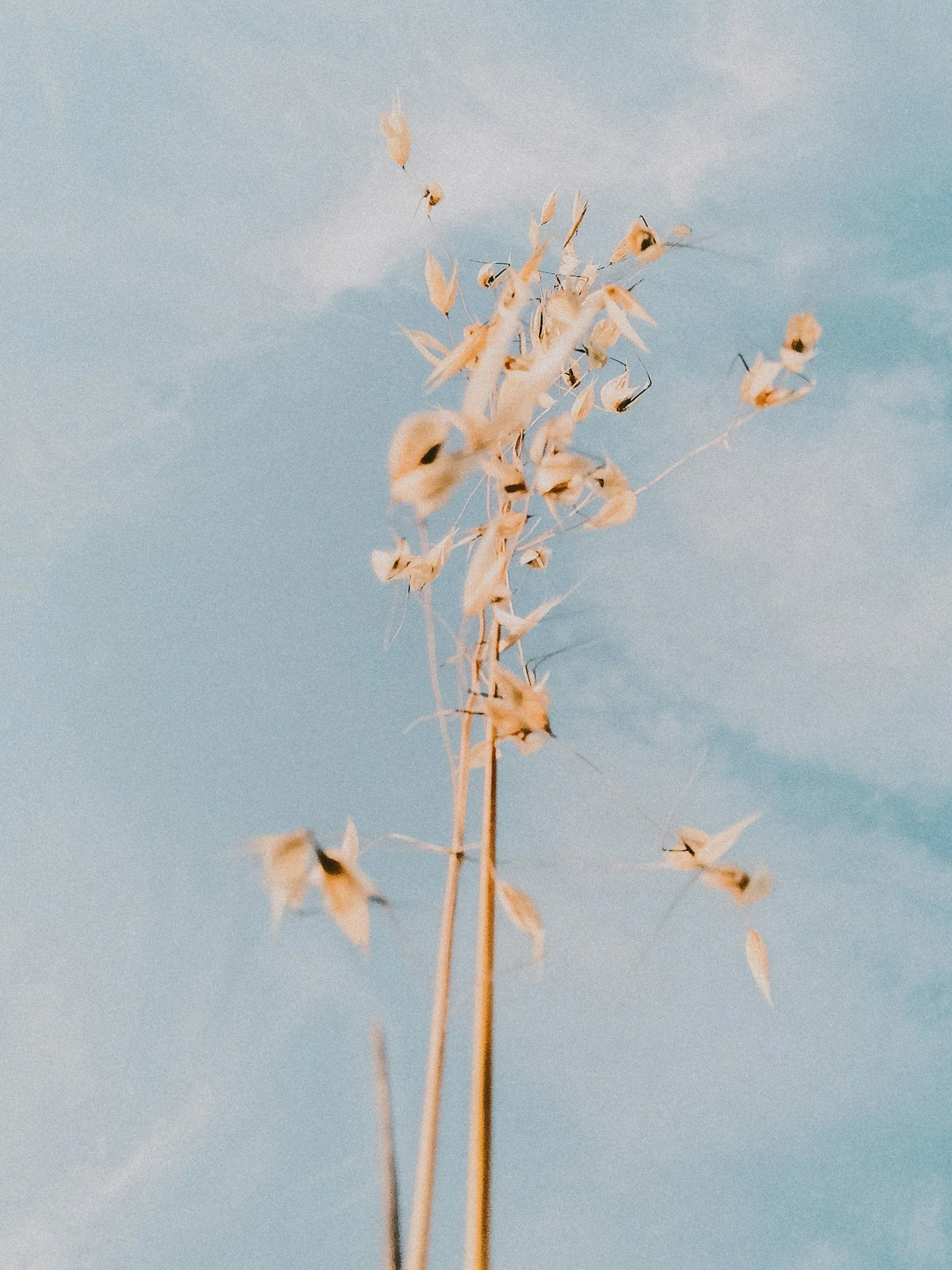 A dry, beige plant with thin stems and small, papery leaves against a clear, blue sky.