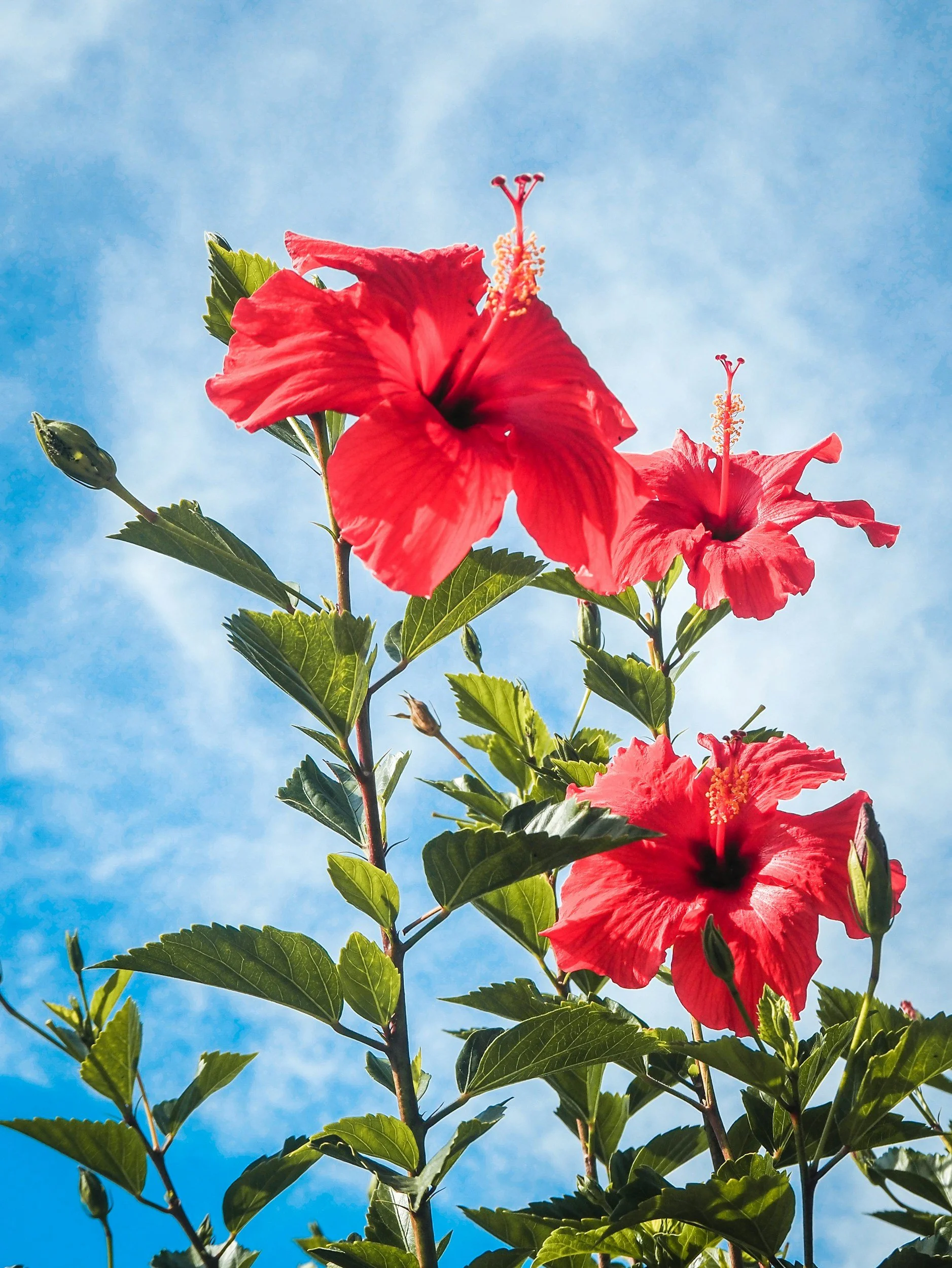 Close-up of red hibiscus flowers with green leaves against a blue sky.