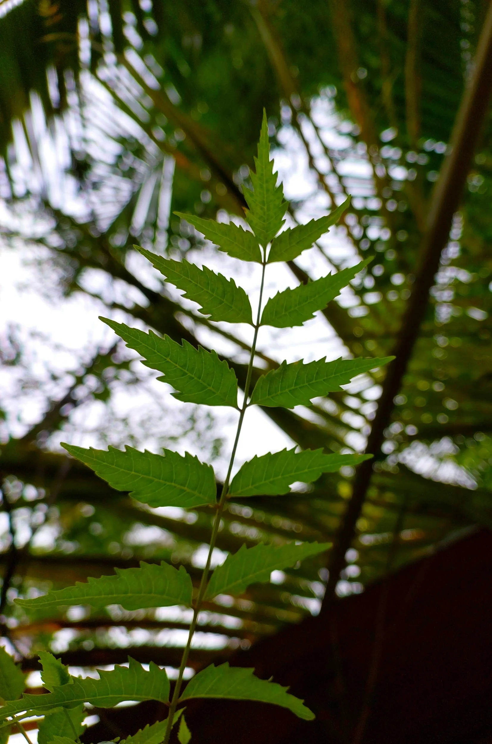 Close-up of green fern leaves hanging downward against a blurred background of tropical plants and light.