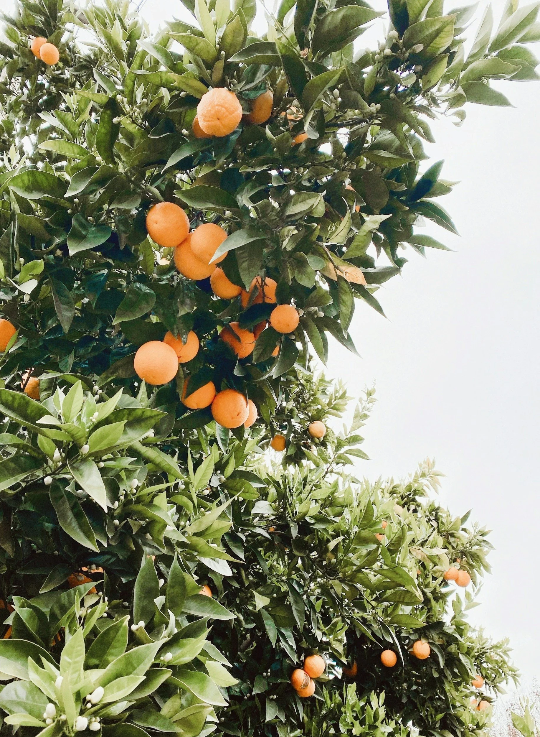 Oranges hanging from a lush green tree with dense foliage and a light sky in the background.