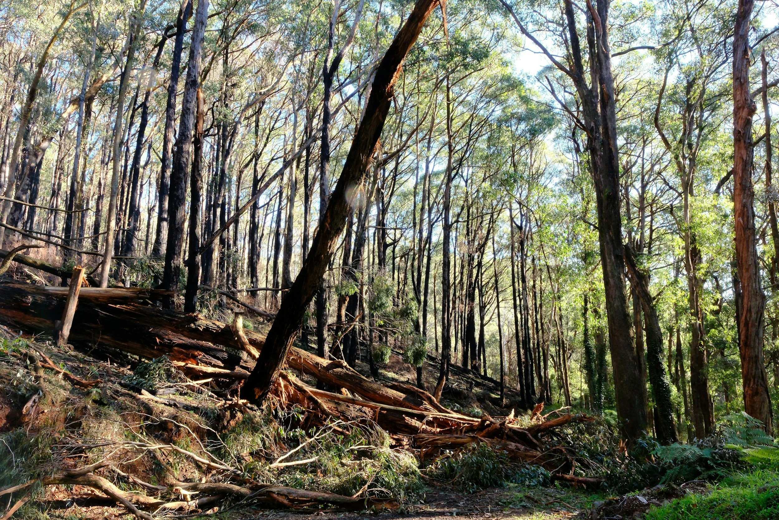 A forest with tall trees, some of which are fallen or damaged, under a bright sky with sunlight filtering through the leaves.