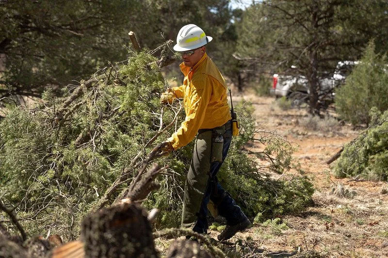 Seasonal yard cleanup removing dry vegetation and debris
