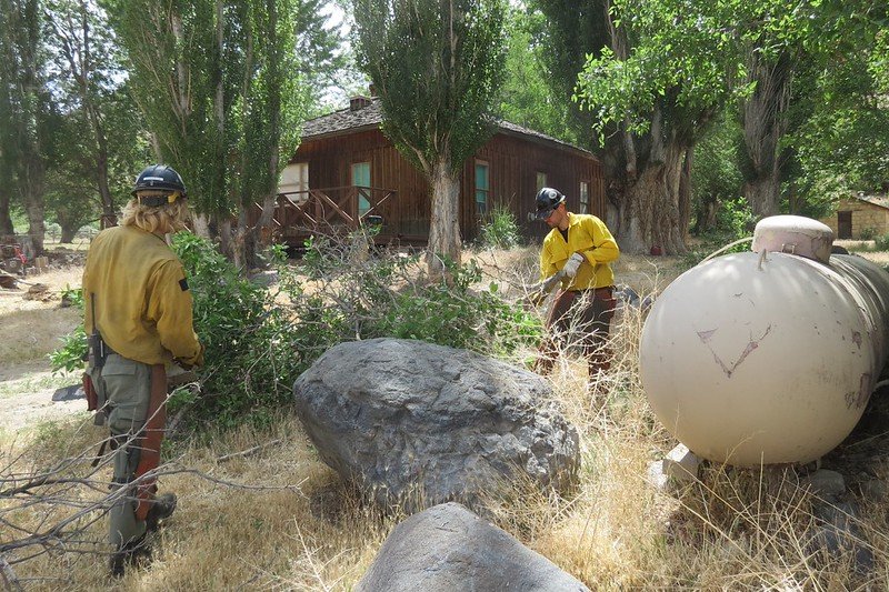 Hazard tree felling by wildland firefighter crew