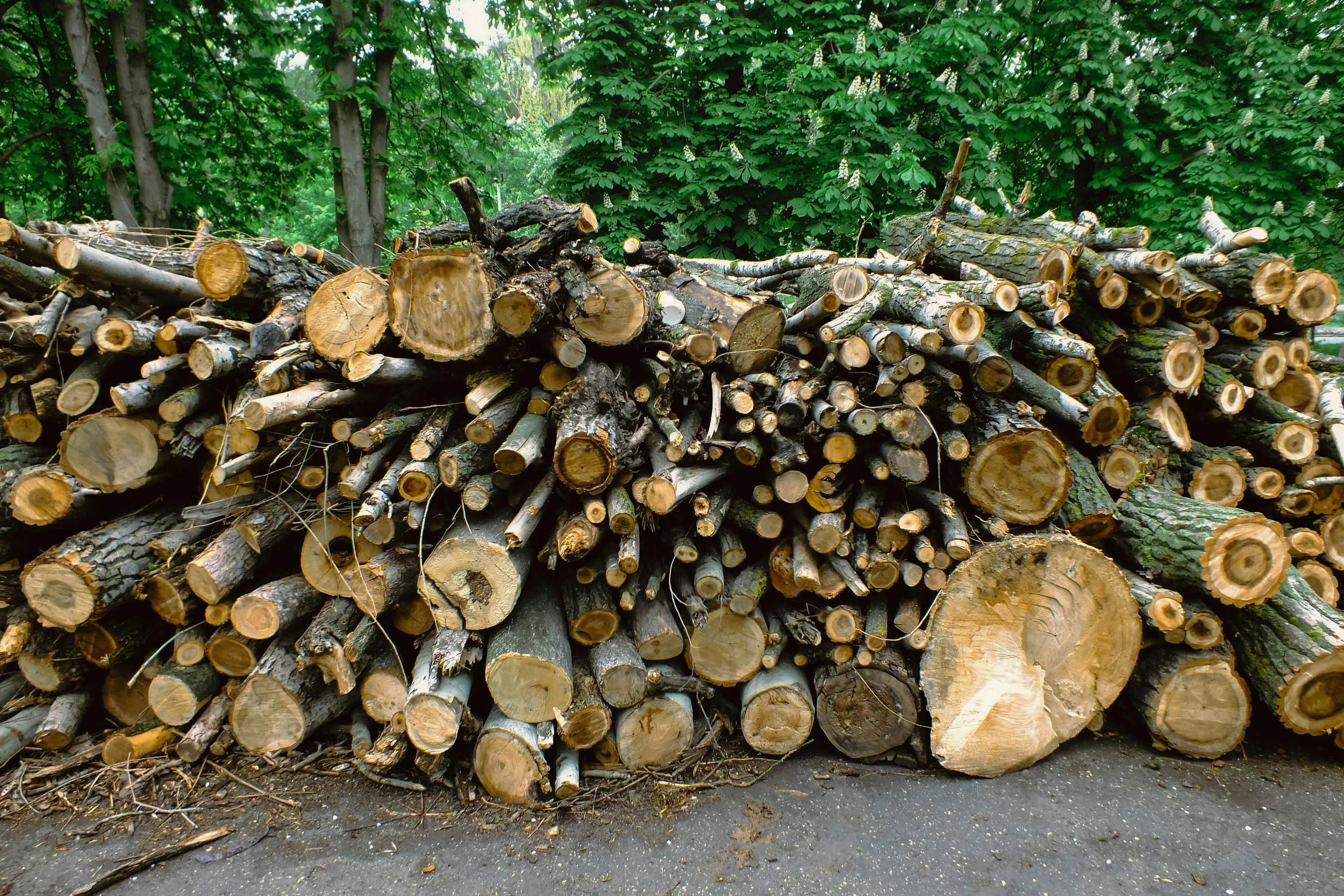 Trees bucked and stacked into firewood piles after removal