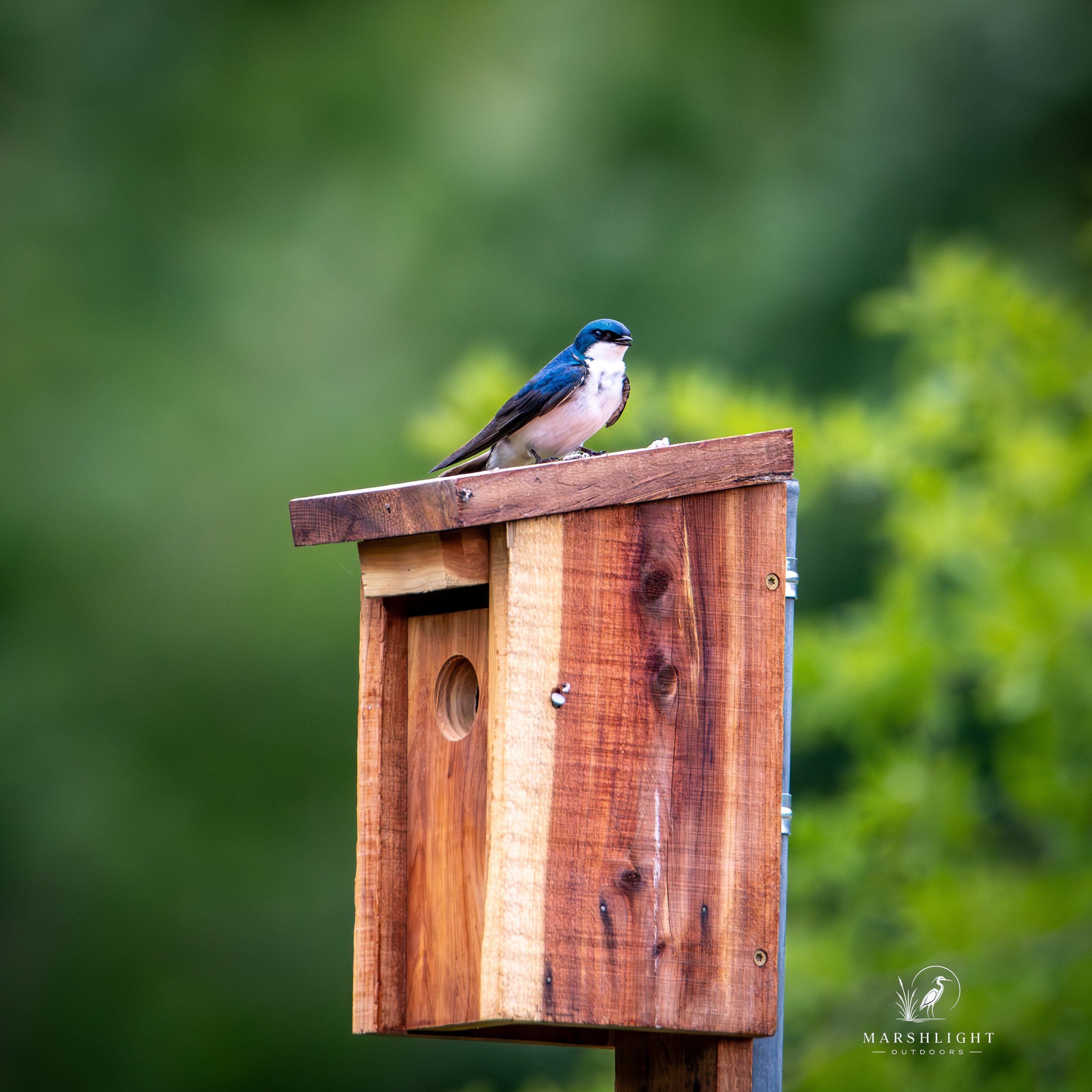 A Small Box, A Big Conservation Story
