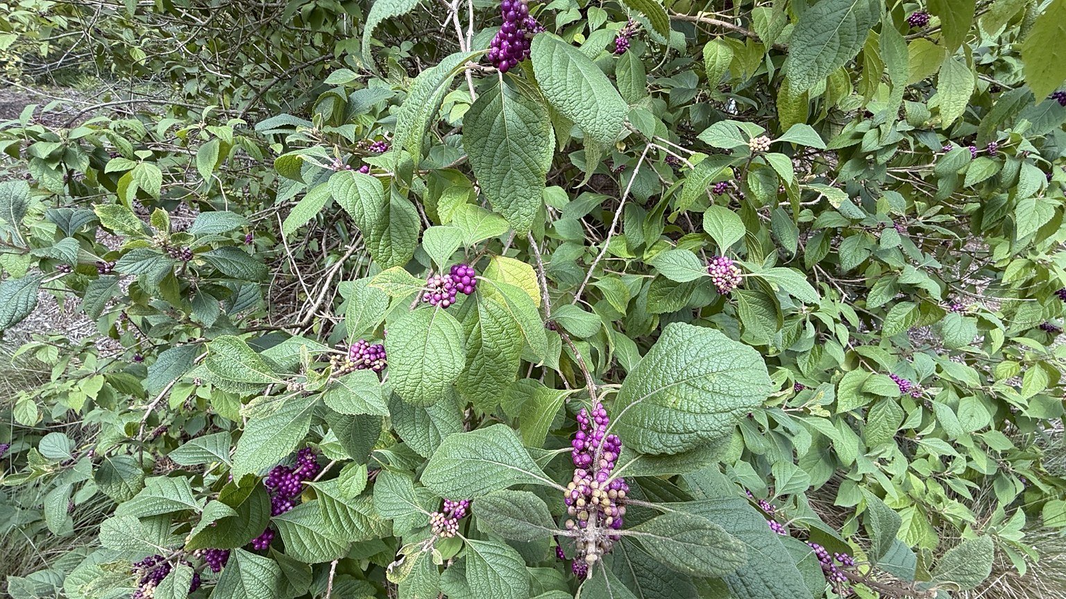 Beautyberry: More Than an Attractive Native Plant