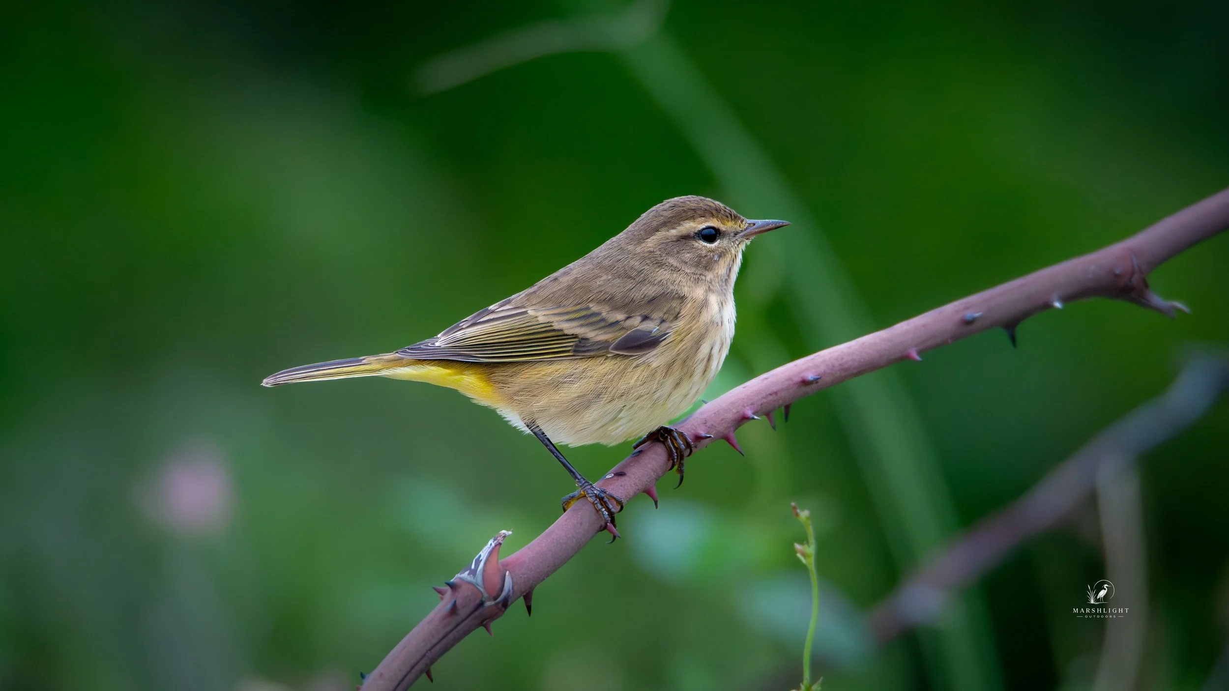 Getting Started With Wildlife Photography: A Practical Guide for Beginners
