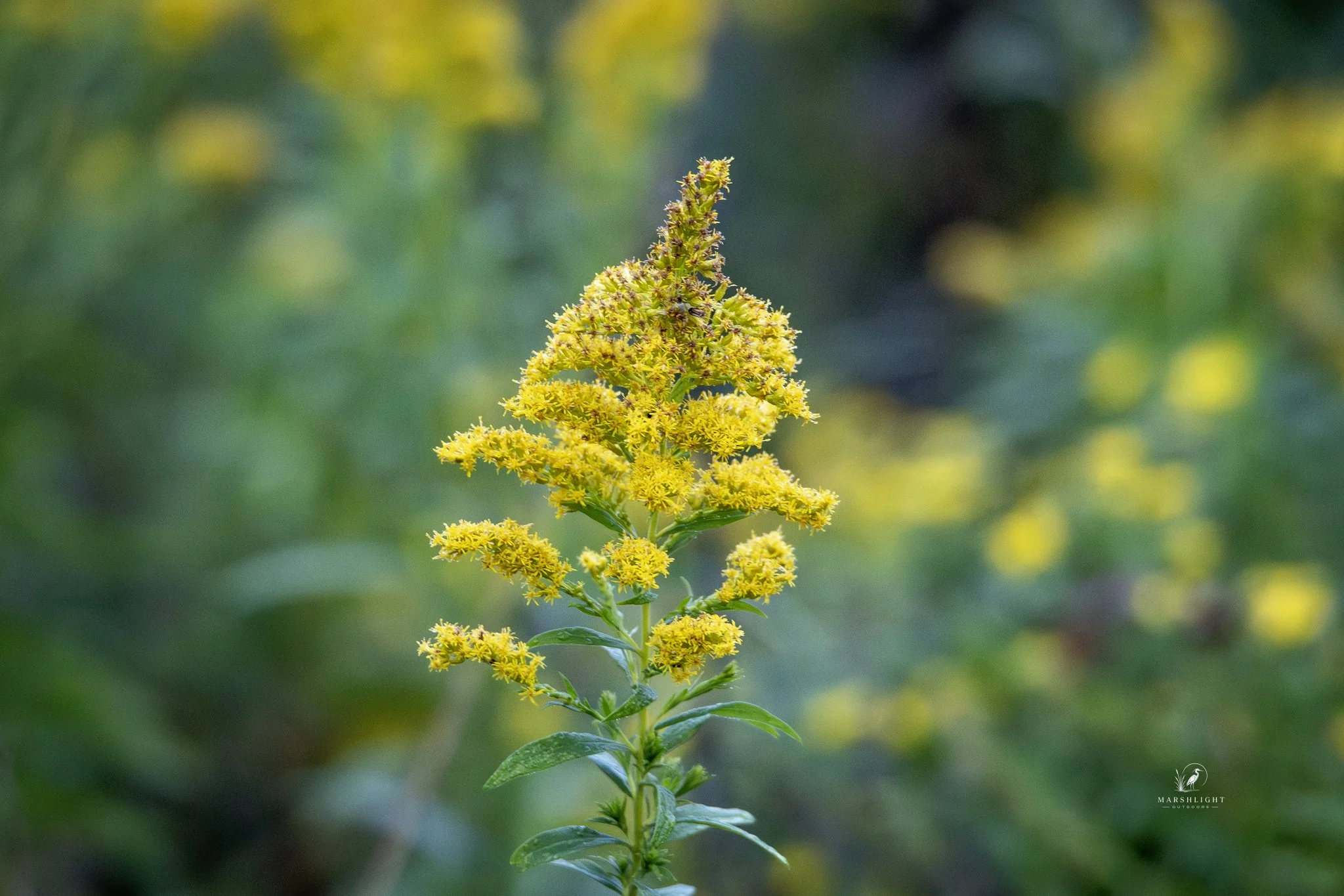 Why Goldenrod Deserves a Place in Wildlife Habitat
