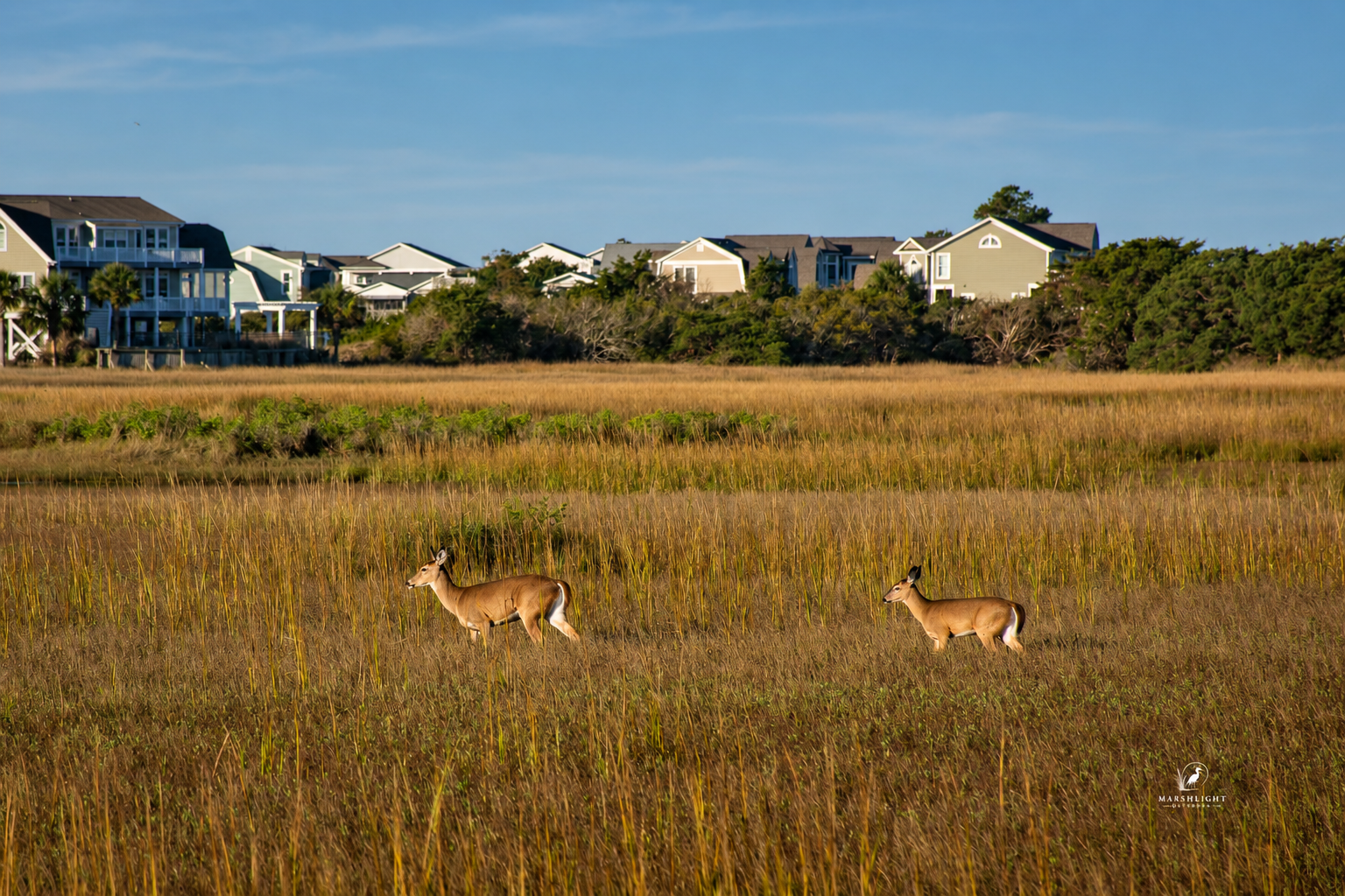 Conservation Matters: The Deer Herd Hunters Helped Bring Back