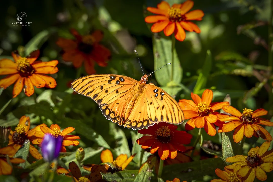 Look Closer: What a Butterfly Can Teach Us About Seeing