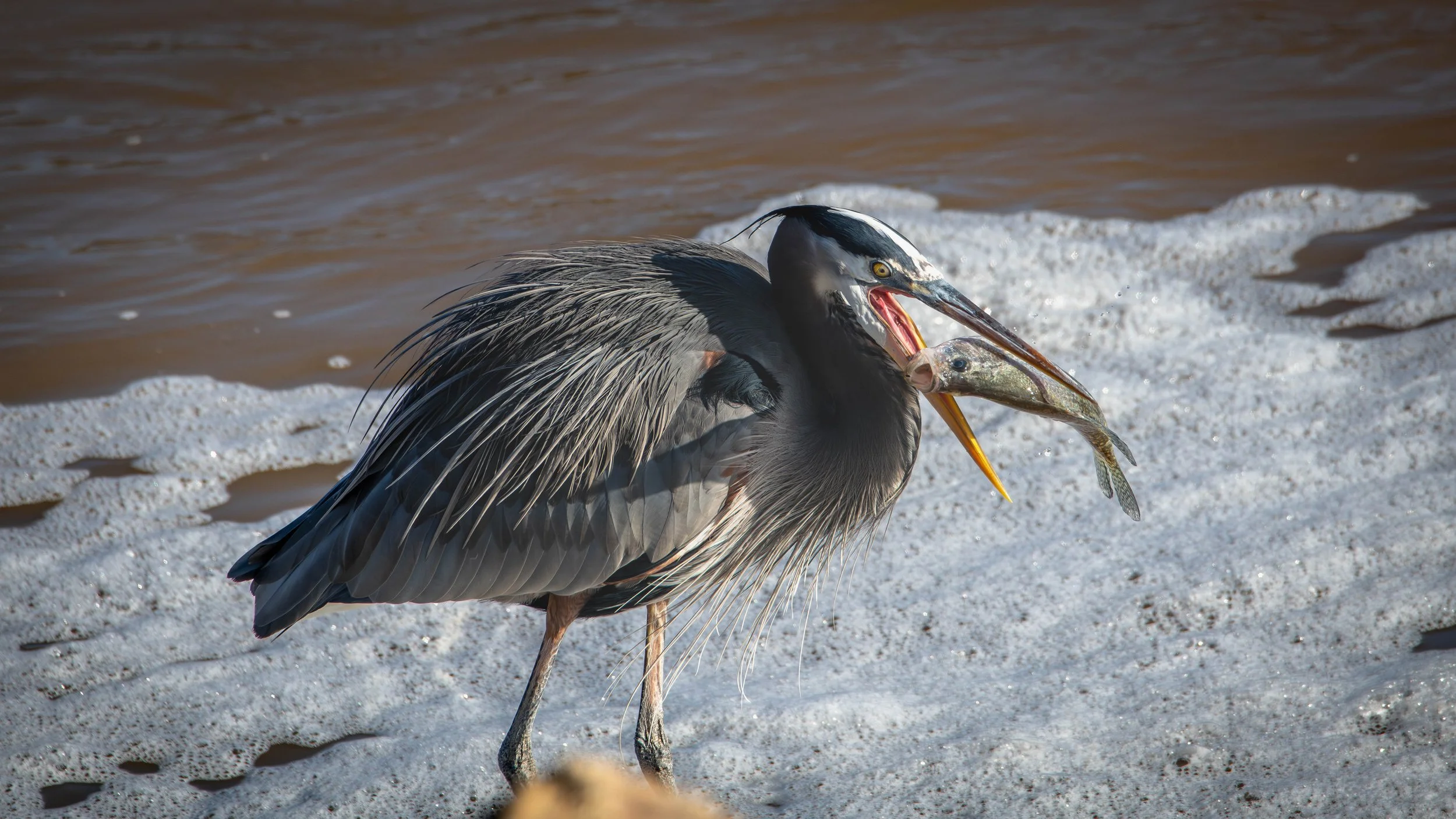 D85_1664-Enhanced-NR.jpg