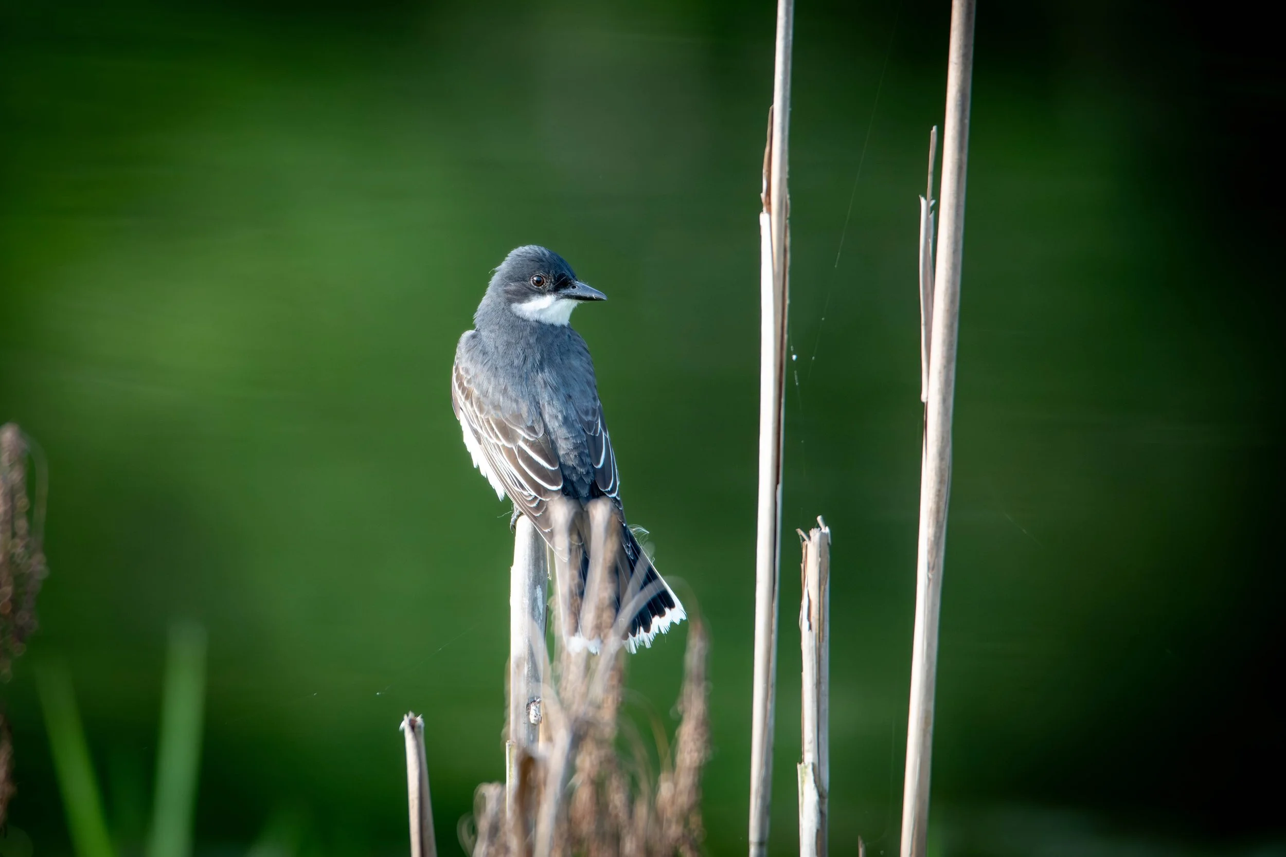D85_8432-Enhanced-NR.jpg