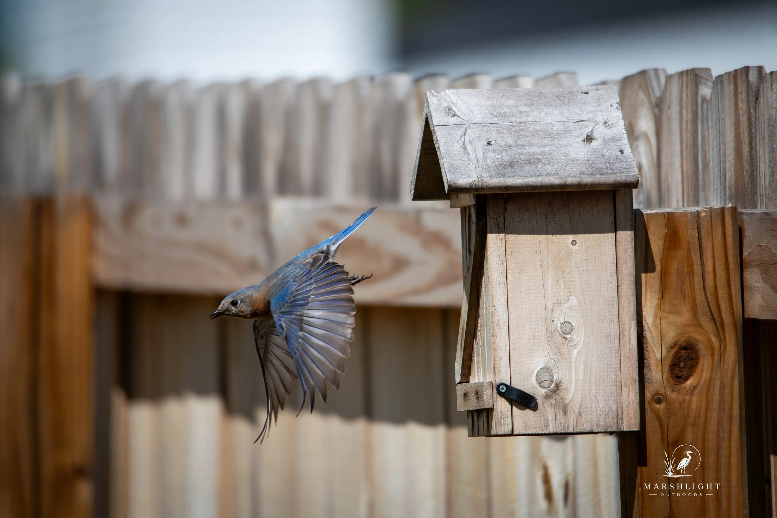 D85_6227-Enhanced-NR.jpg