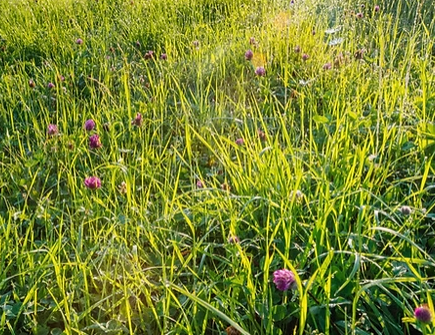 WEED & FERTILIZATION PROGRAMS