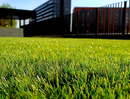 FESCUE LAWN RENOVATION