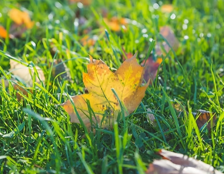 FALL LEAF CLEANUP