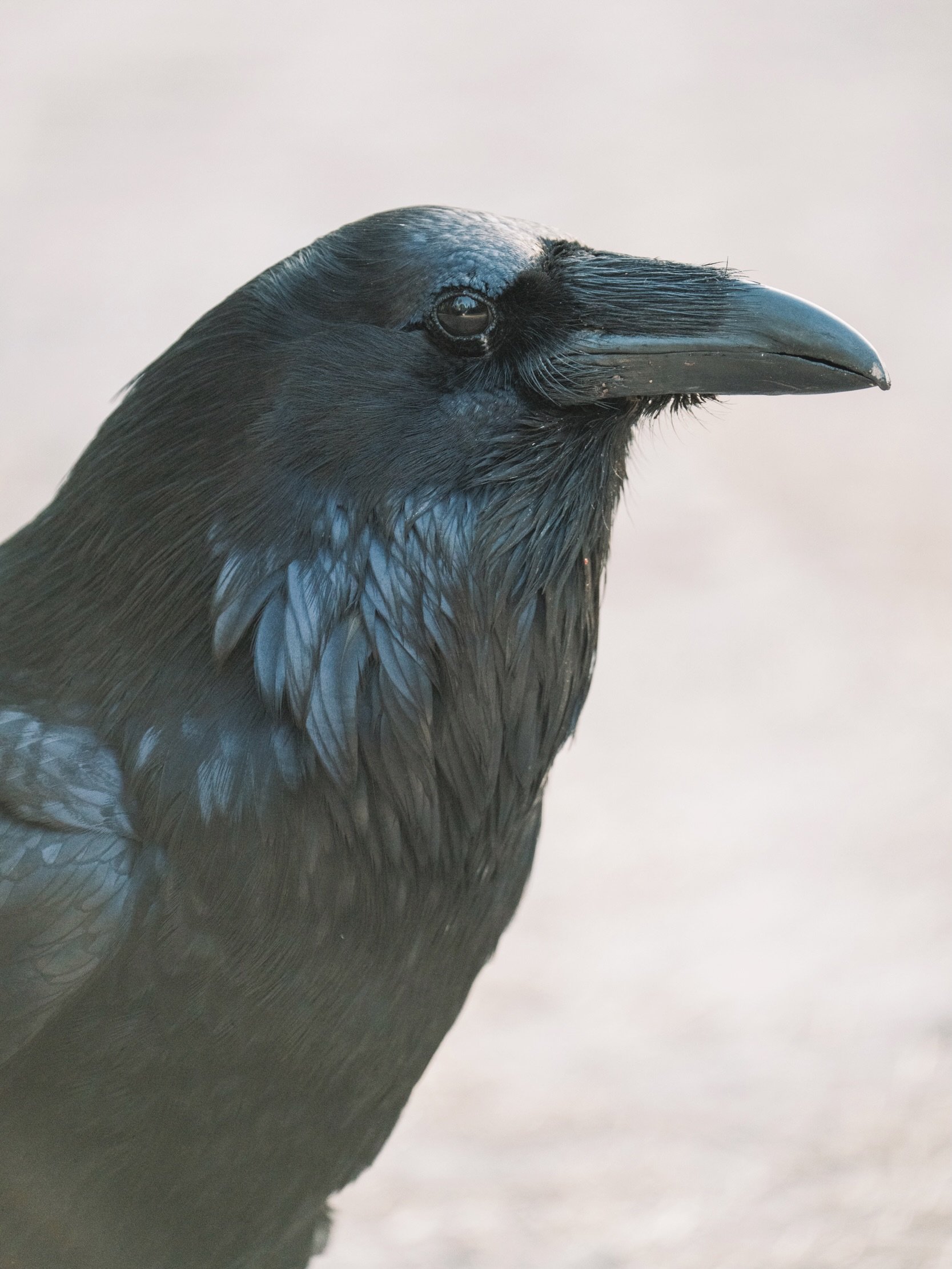 Shared a silent conversation with this raven ✨🖤