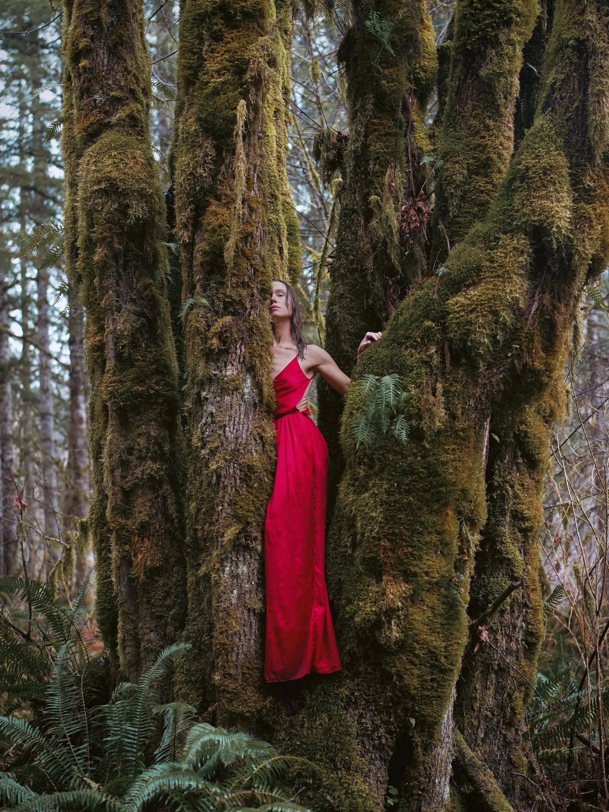 Woman in red satin dress standing between massive moss covered trees in an old growth PNW forest, wild nature portrait photography by PNW photographer