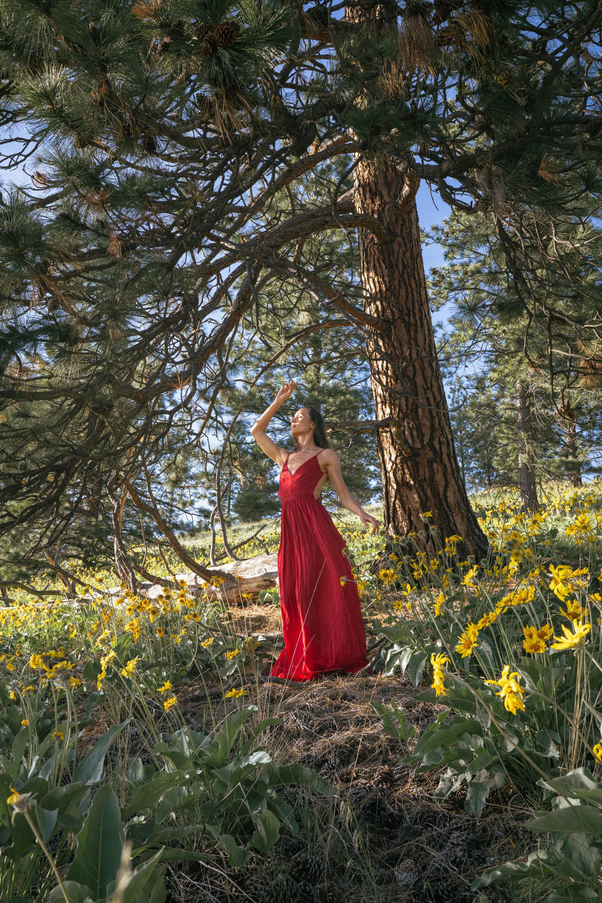 Self portrait of woman in red dress surrounded by yellow arrowleaf balsamroot wildflowers under a ponderosa pine at Rattlesnake Wilderness Missoula Montana, female empowerment photography by Missoula photographer