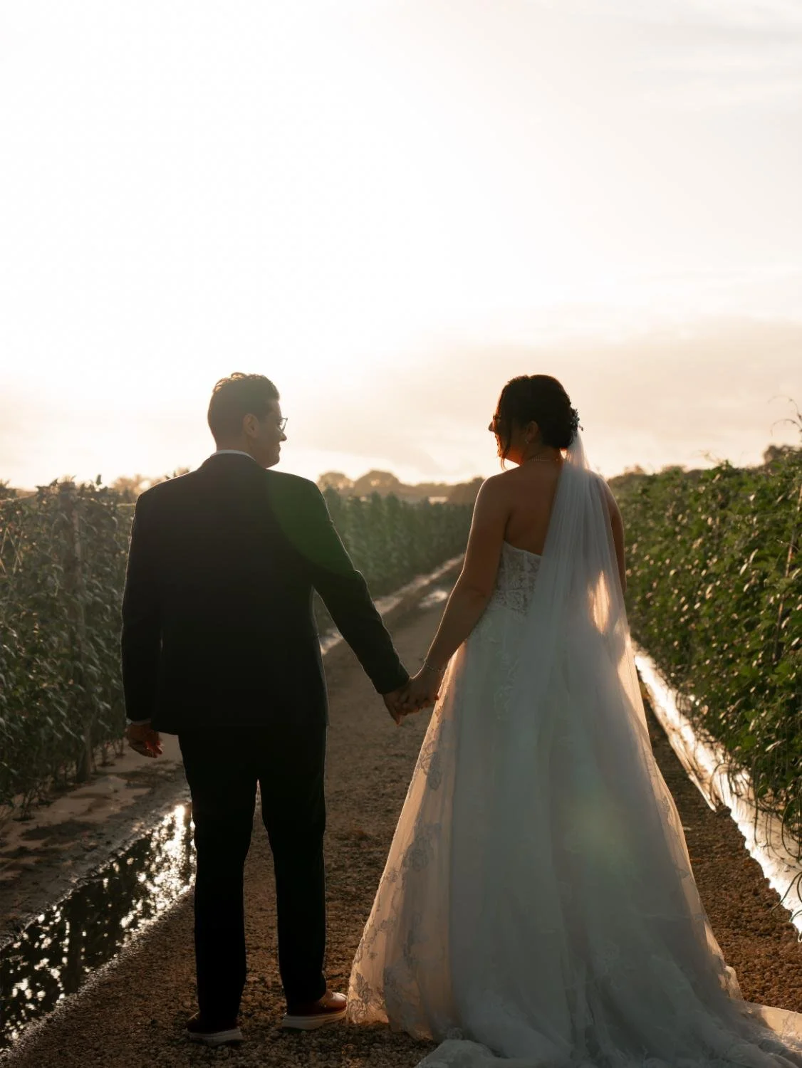A bride and groom holding hands and walking through a vineyard during sunset.