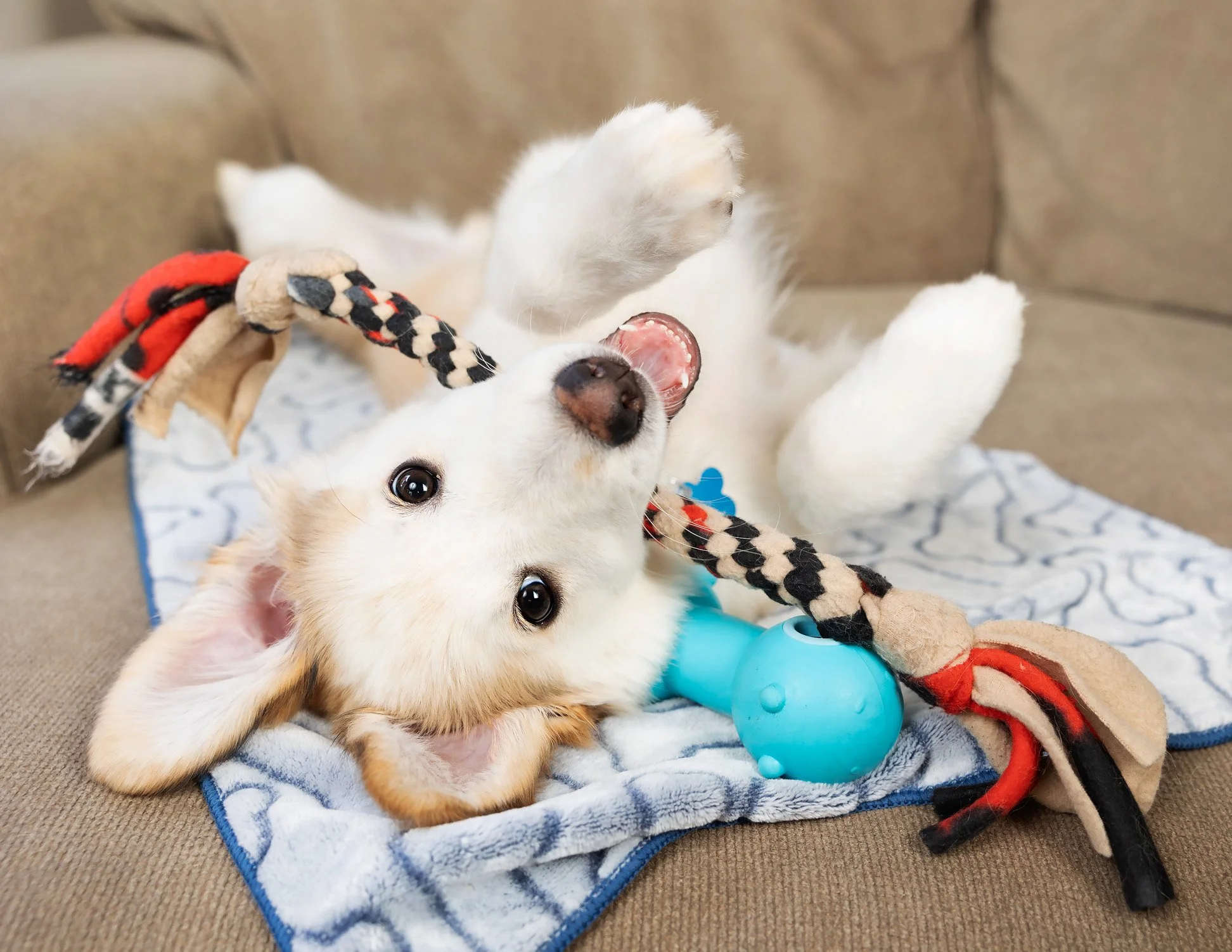 A playful puppy lying on its back on a blue and white patterned blanket, holding a rope toy in its mouth, with a tan couch in the background.