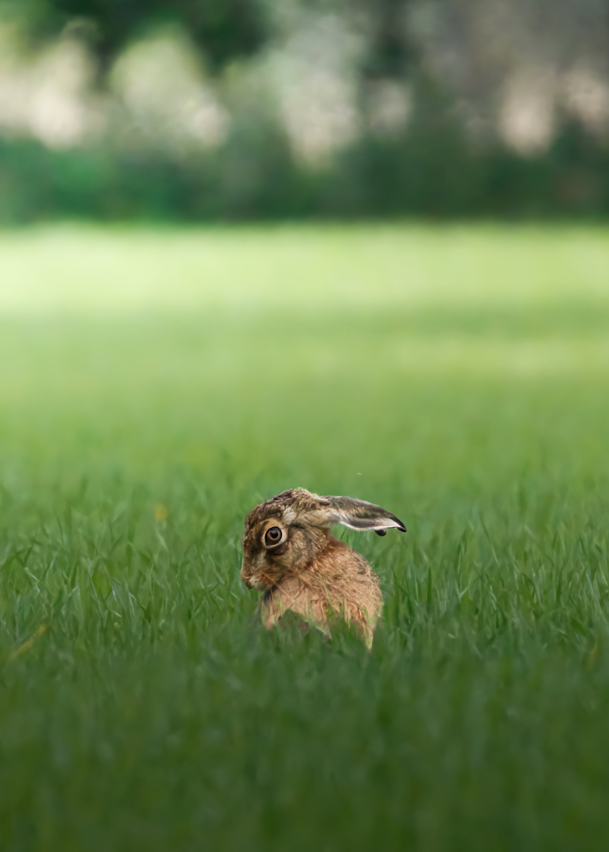 Among the Green - Norfolk Hare Fine Art Print